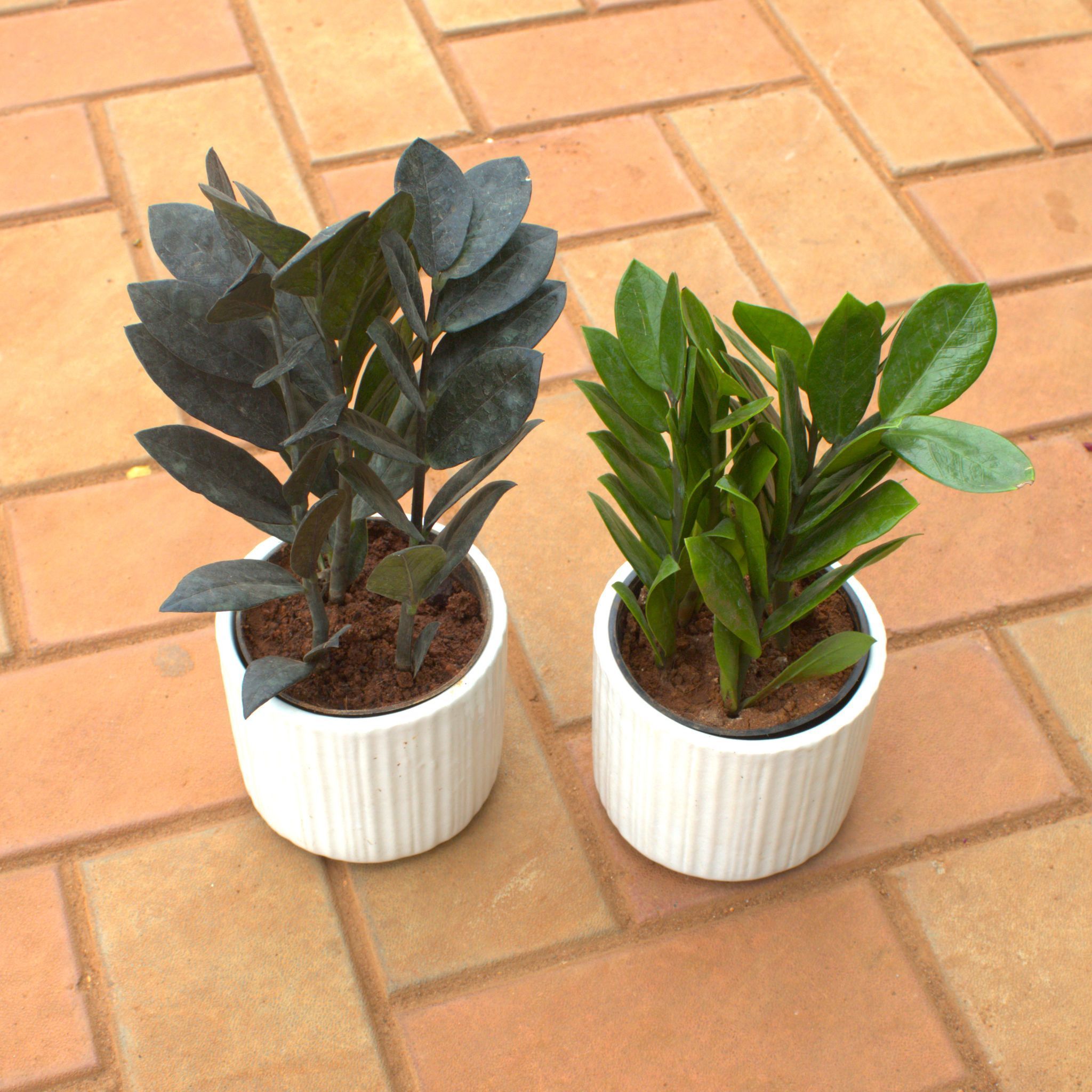 Set Of 2 Zz( Green & Black) in 4 Inch White Cylindrical Ceramic Pot