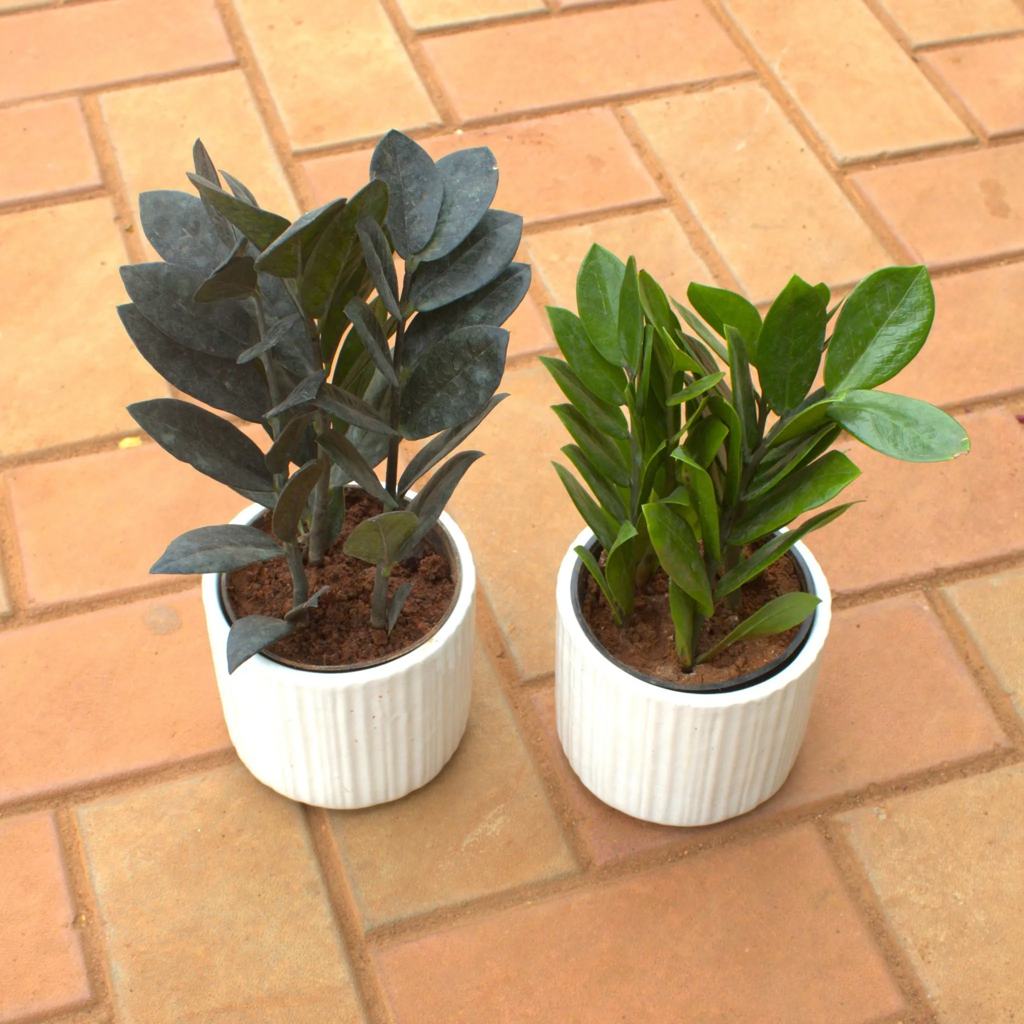 Set Of 2 Zz( Green & Black) in 4 Inch White Cylindrical Ceramic Pot