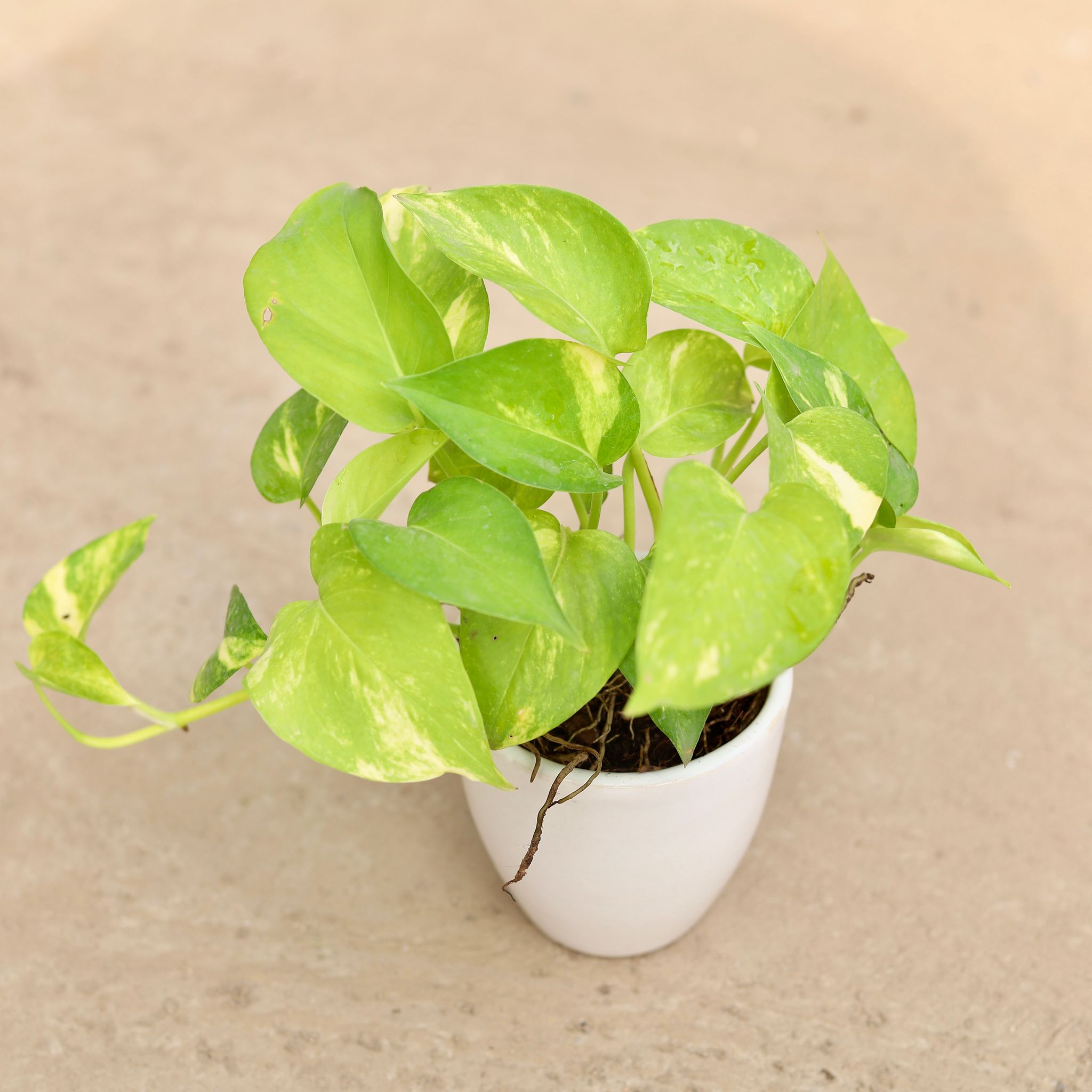 Golden Money Plant in 4 Inch Round White Ceramic Pot (any design)