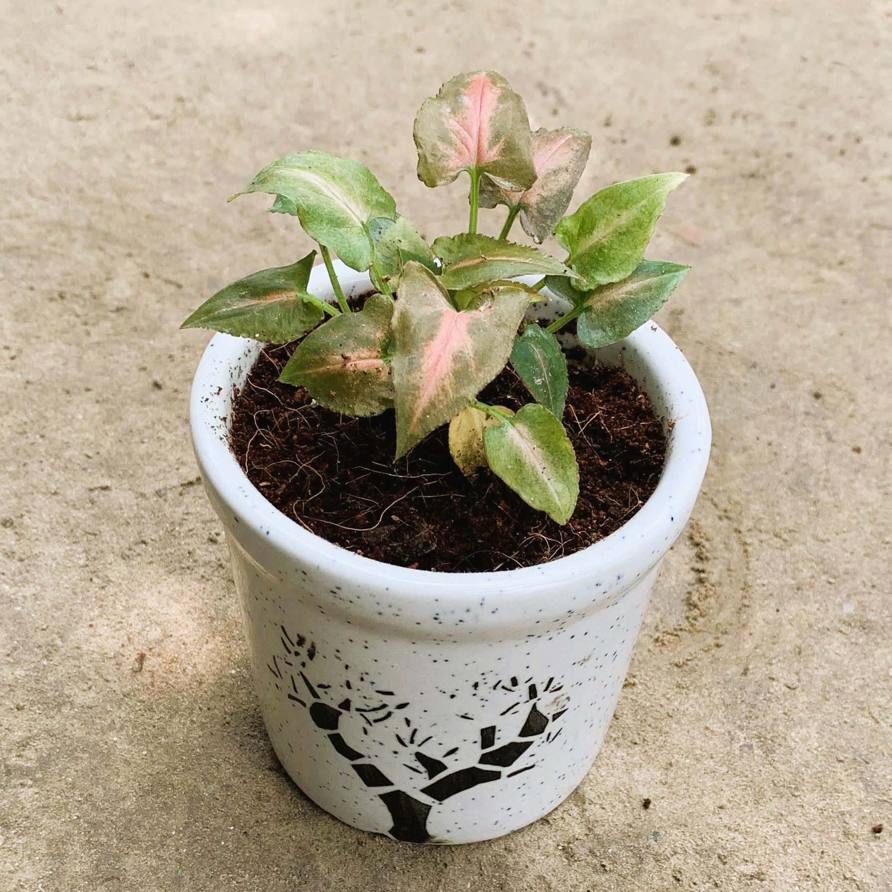 Red Syngonium in 4 Inch White Glass Ceramic Pot (any design)