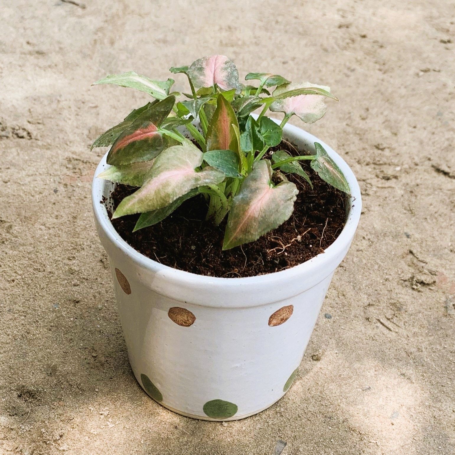 Syngonium Red in 4 Inch Glass Ceramic Pot (any design)