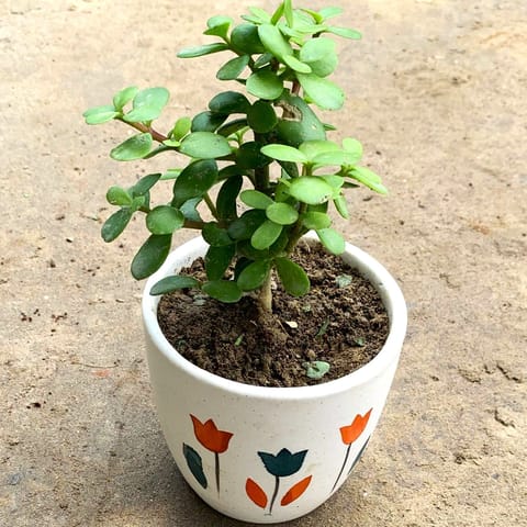 Jade Plant in 4 Inch Ceramic Pot