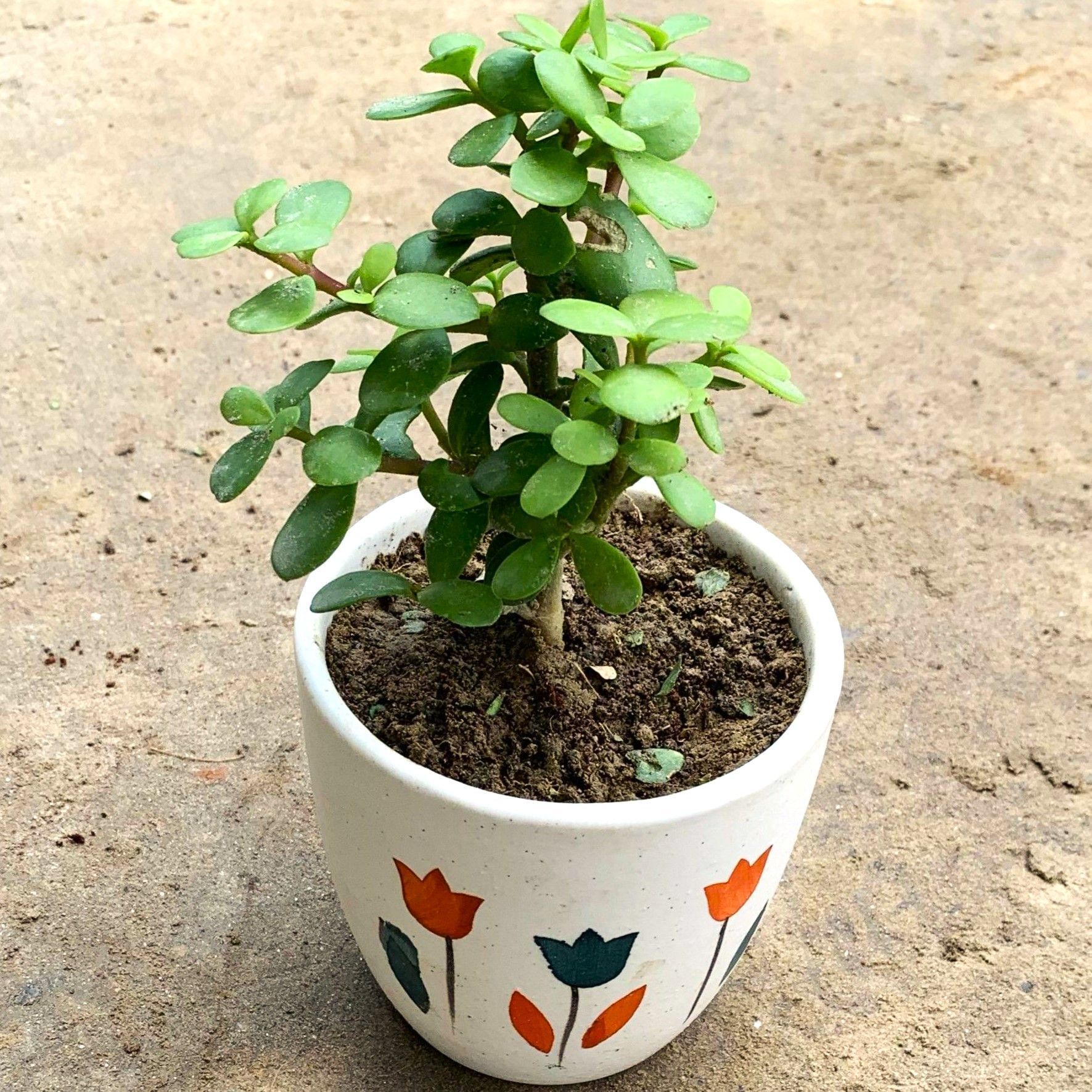Jade Plant in 4 Inch Ceramic Pot