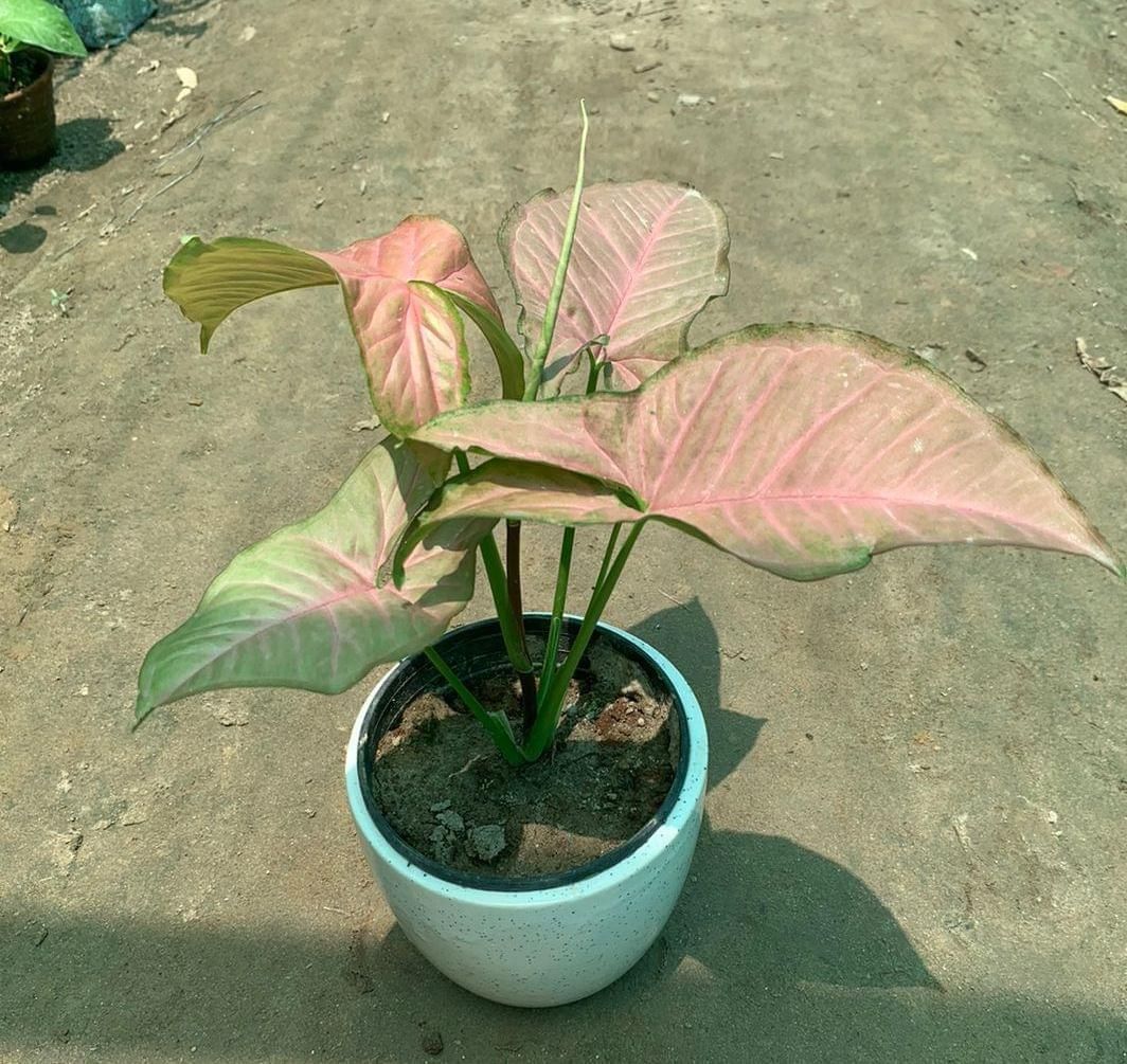 Syngonium Pink in 5 Inch White Ceramic Pot
