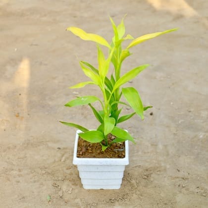Golden Lucky Bamboo in 4 Inch White Premium Orchid Square Plastic Pot