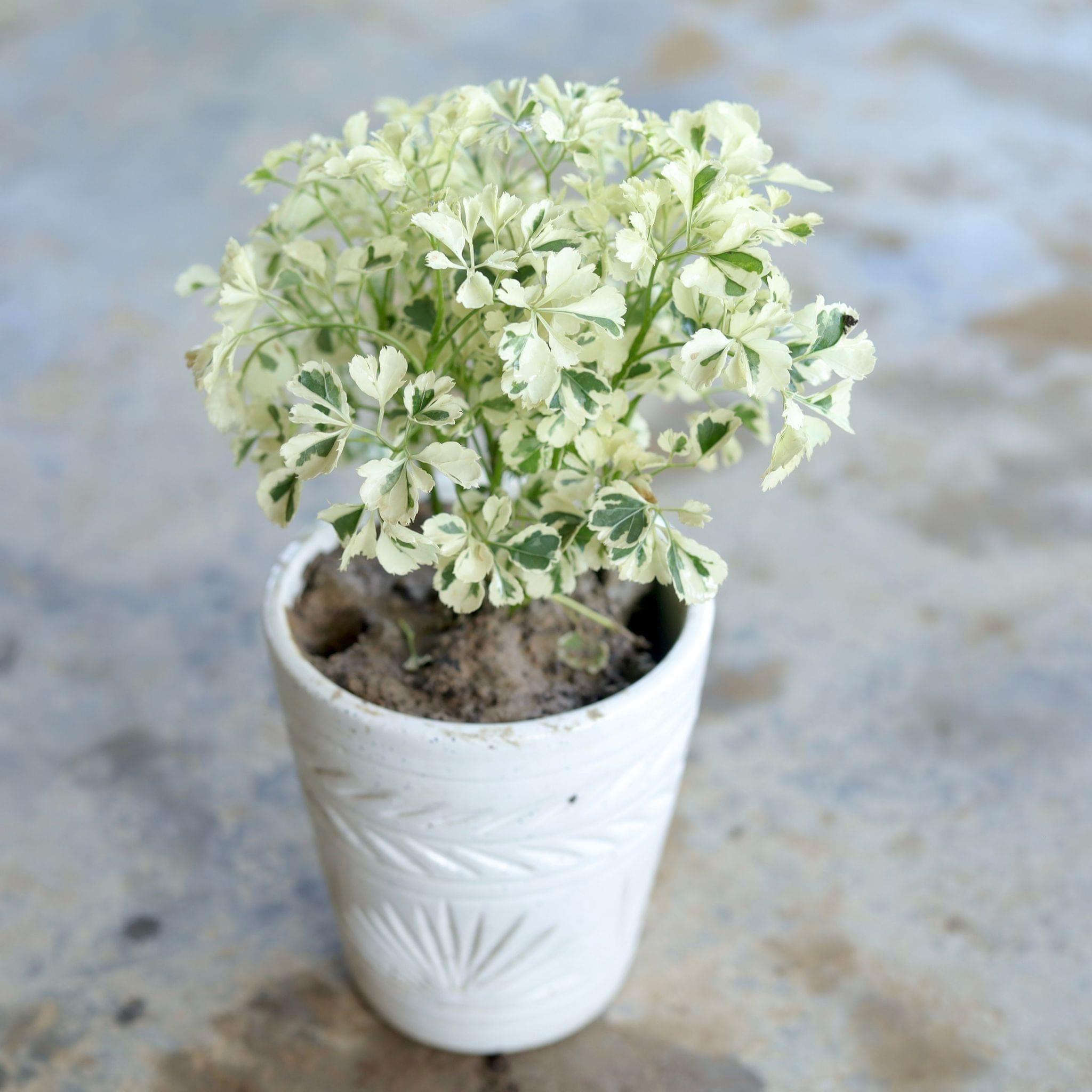 Variegated White Aralia in 5 Inch White Ceramic Pot (Any design)