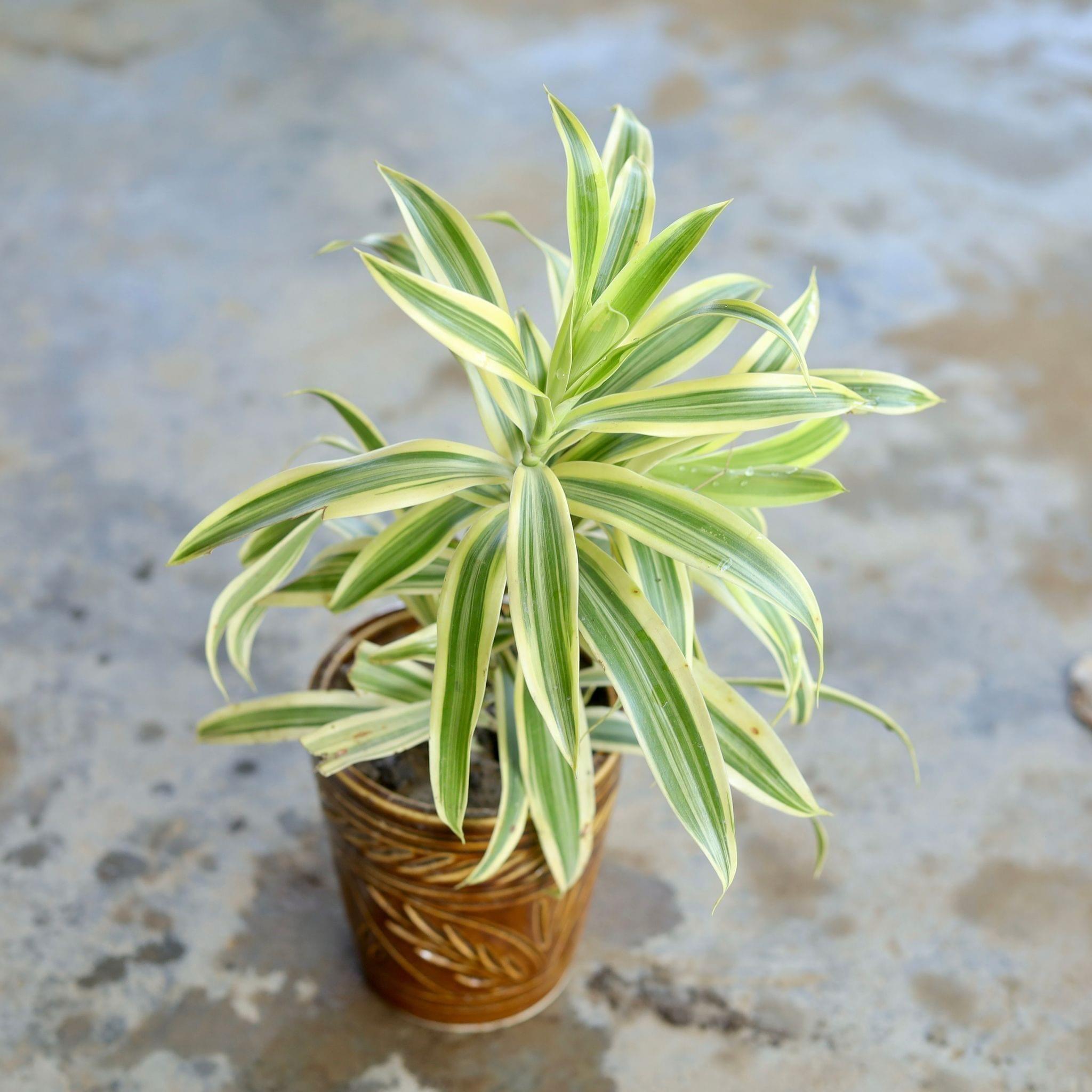 Song Of India in 5 Inch Ceramic Pot (Any Colour, Design)