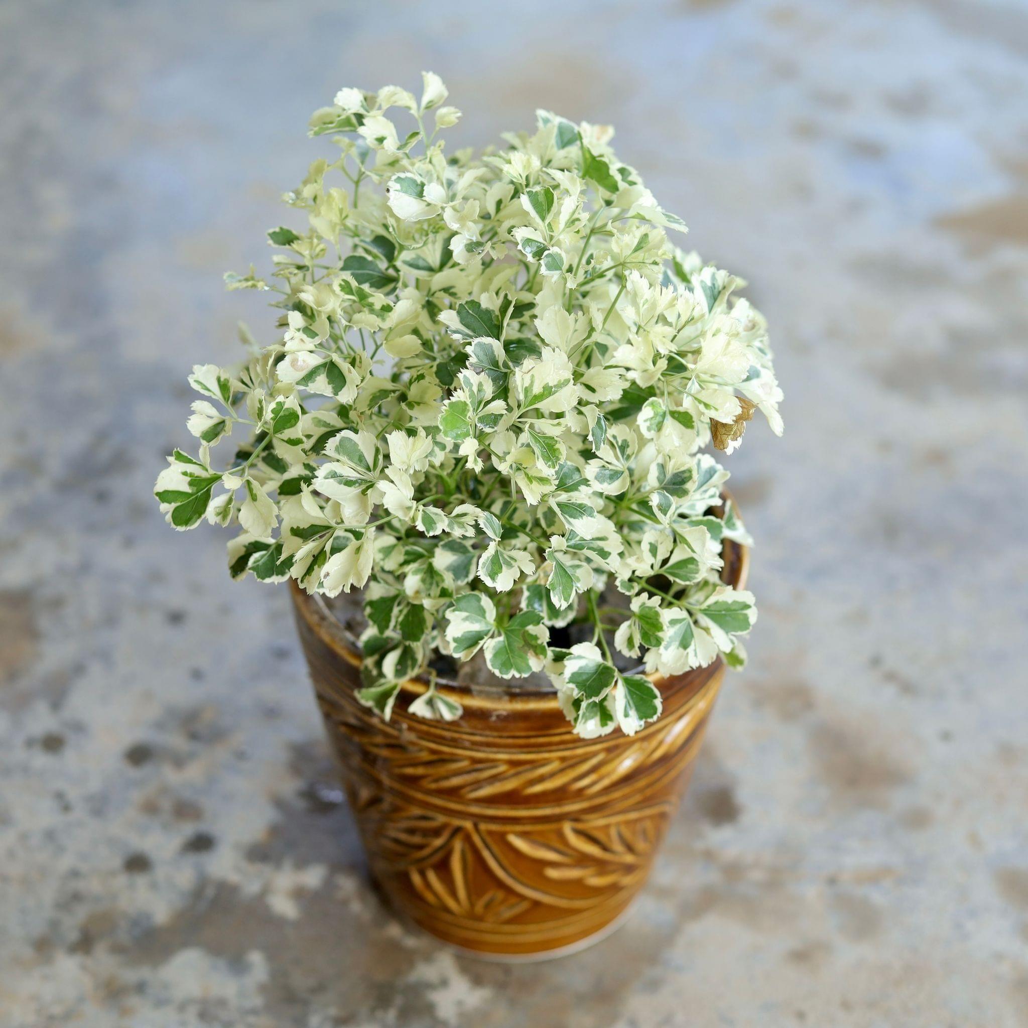 Variegated White Aralia in 5 Inch Brown Ceramic Pot