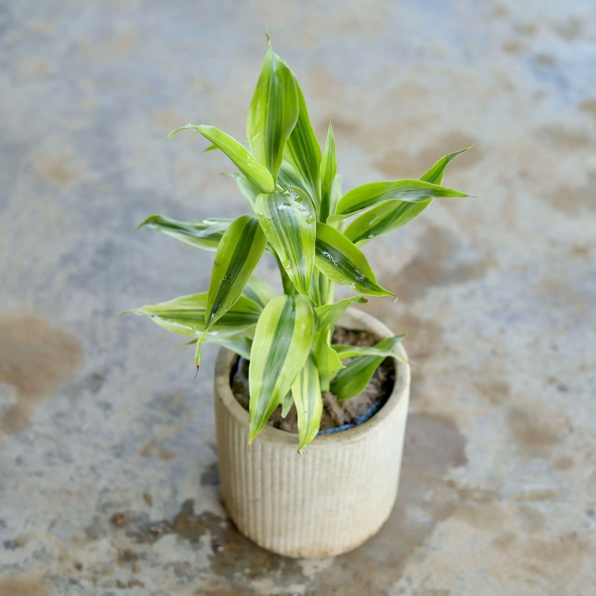 Golden Lucky Bamboo in 4 Inch Cylindrical Ceramic Pot (Any Design,Colour)