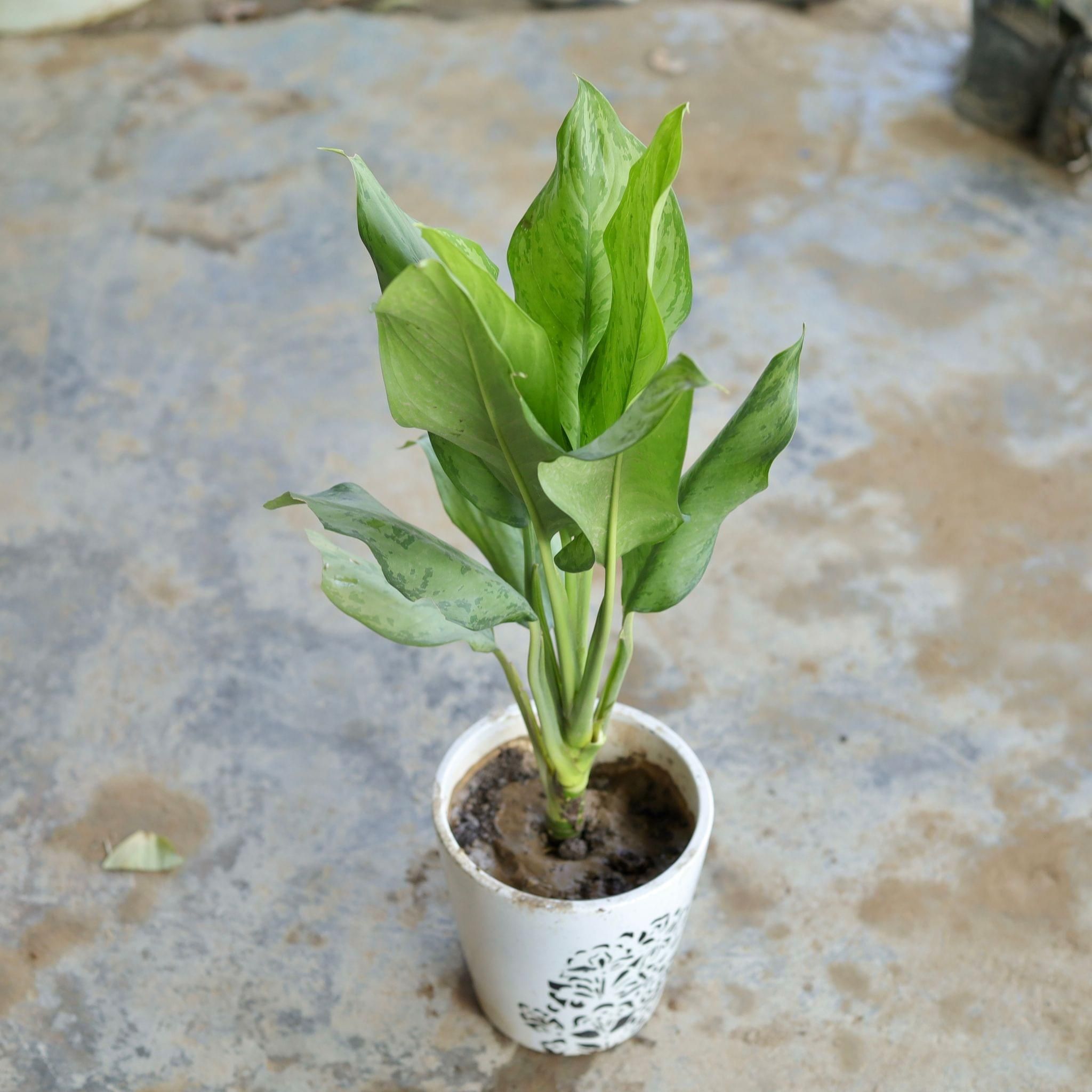 Aglaonema in 5 Inch Ceramic Pot (Any Design,Colour)
