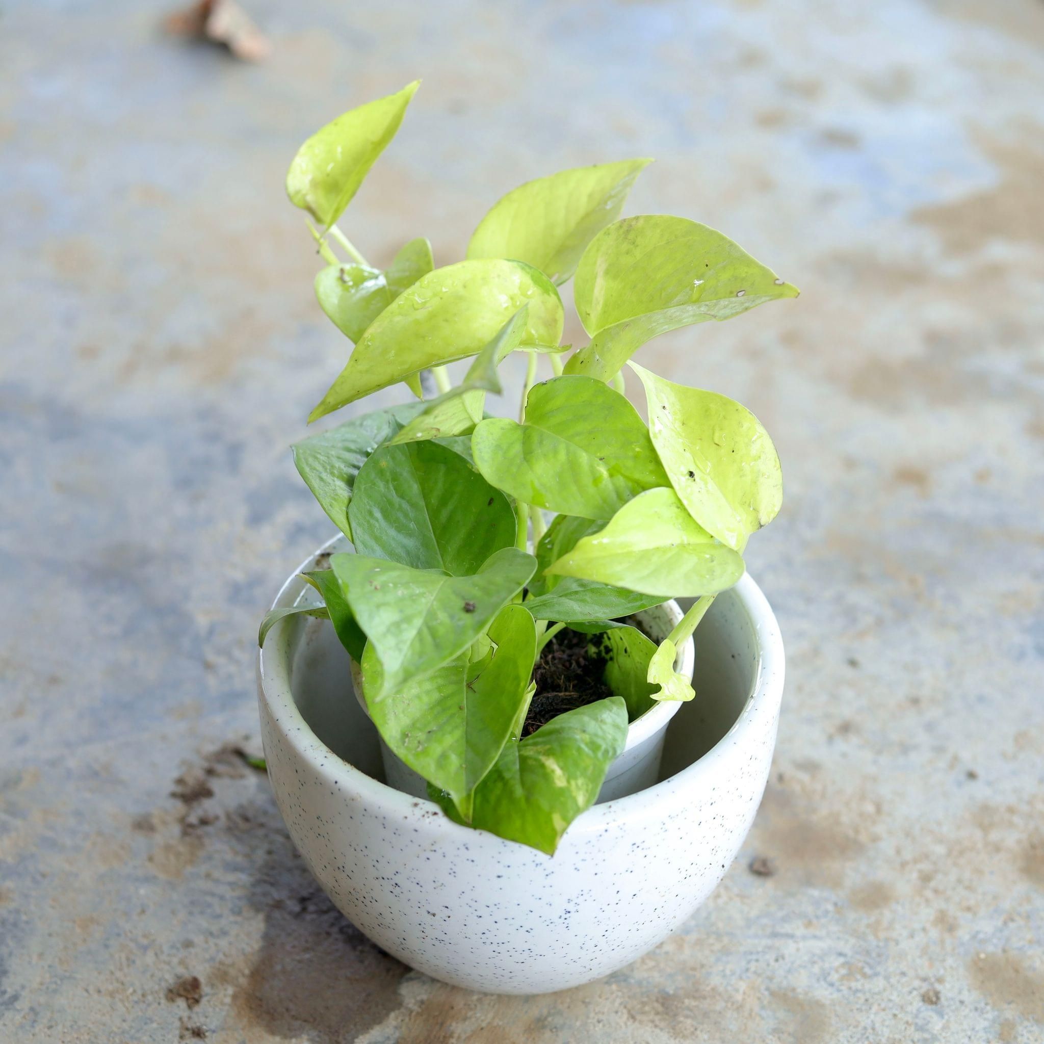 Golden Money Plant in 5 Inch Ceramic Pot (Any Design,Colour)