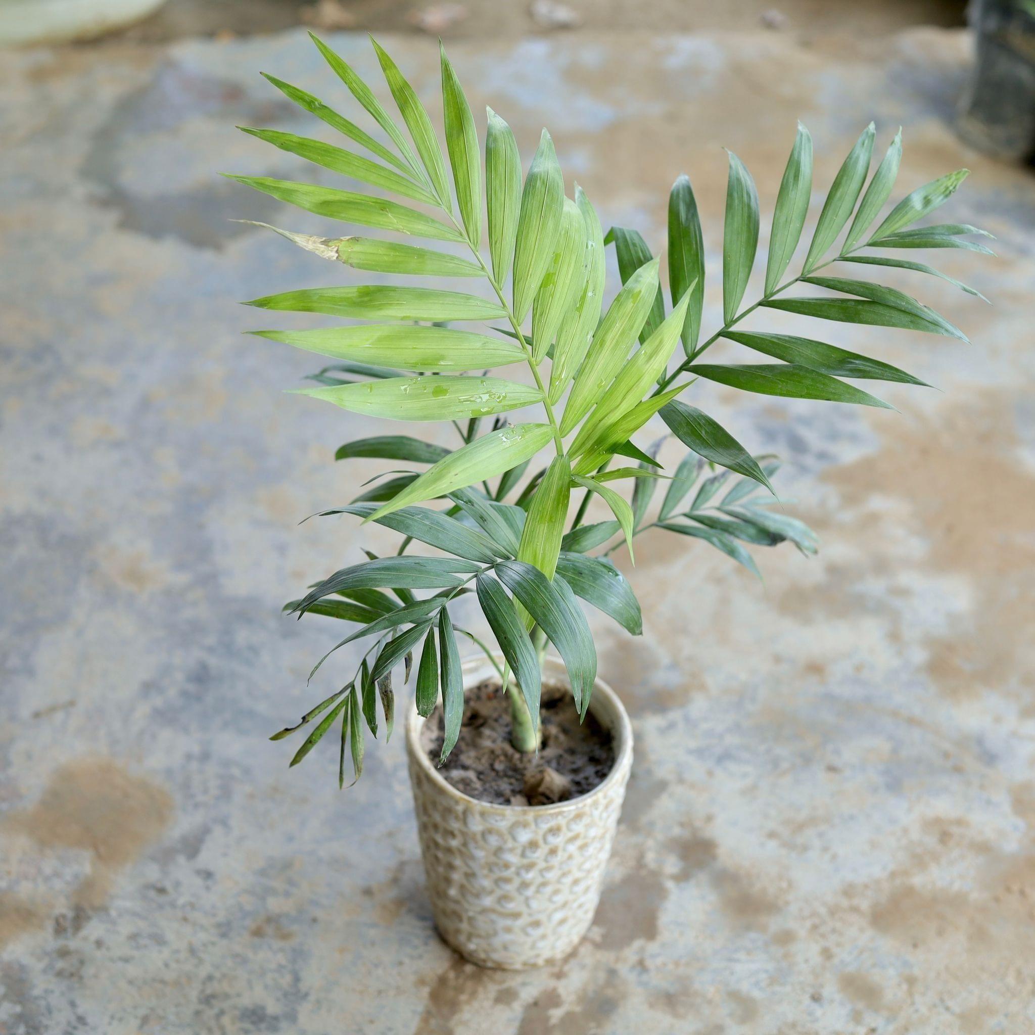 Chameadorea Palm in 5 Inch Ceramic Pot (Any Design,Colour)