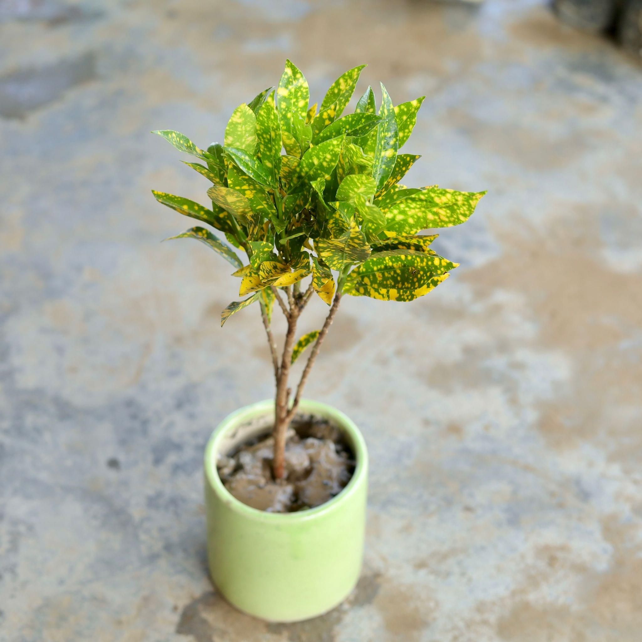 Baby Croton in 5 Inch Cylindrical Ceramic Pot (Any Design,Colour)