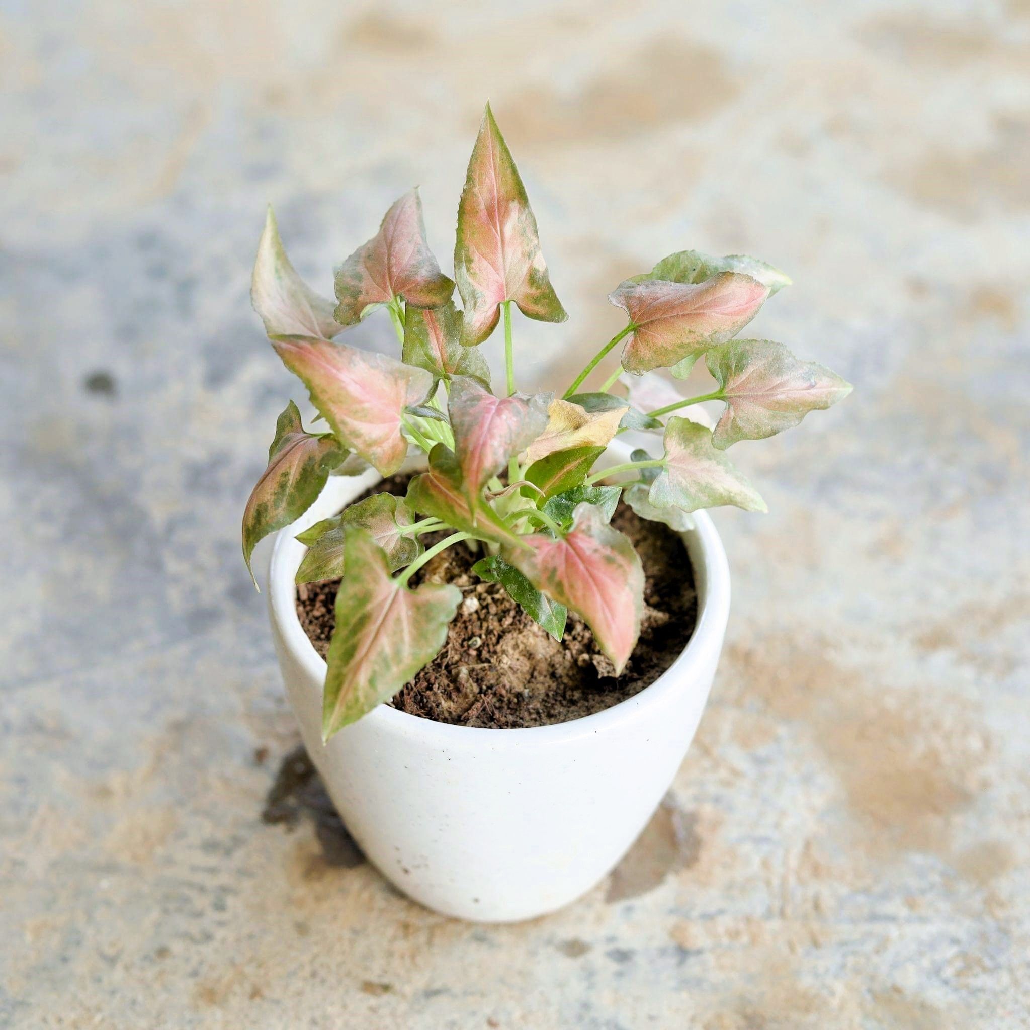 Syngonium Red in 4 Inch Ceramic Pot (Any Design & Colour)