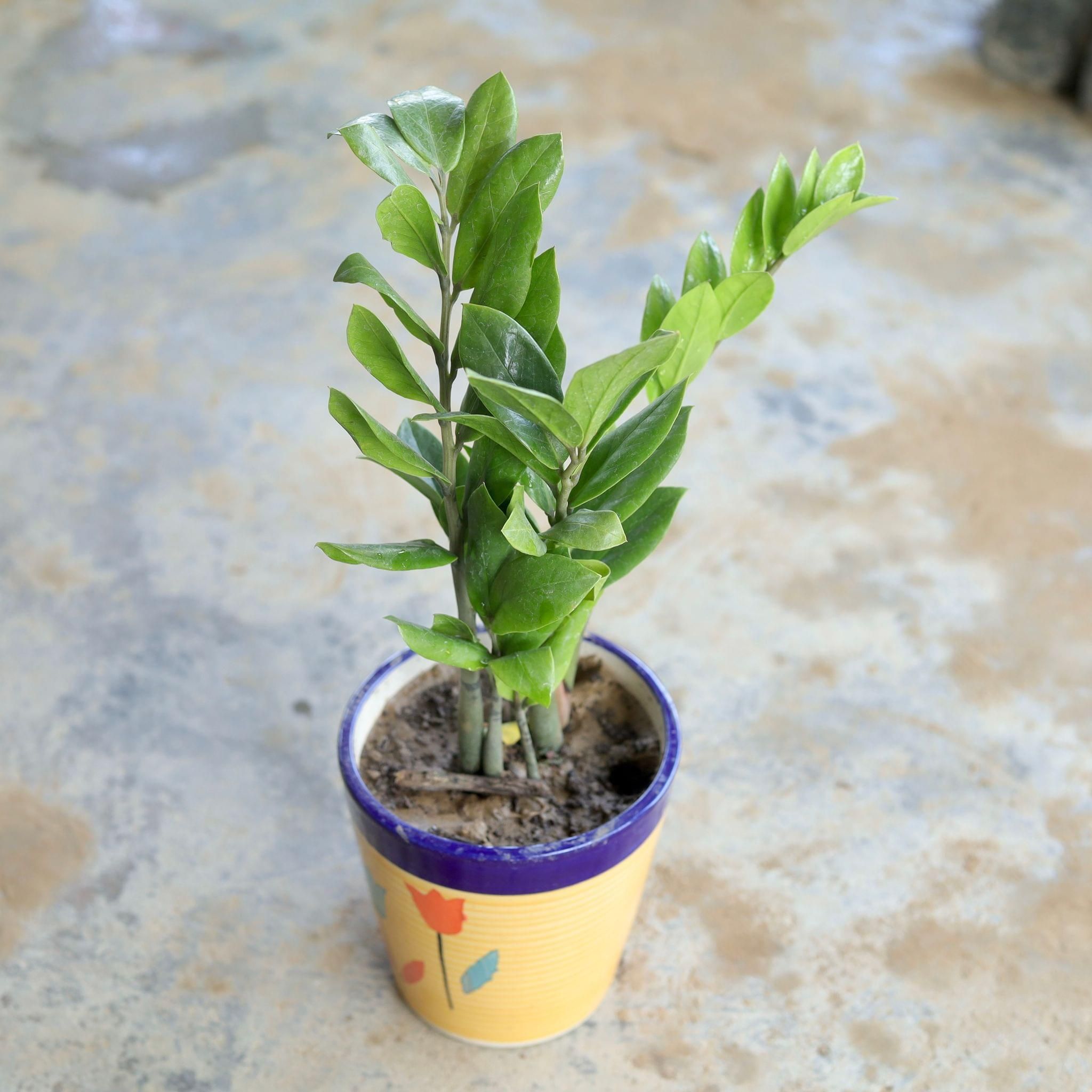 ZZ Plant in 5 Inch Glass Ceramic Pot (Any Design,Colour)