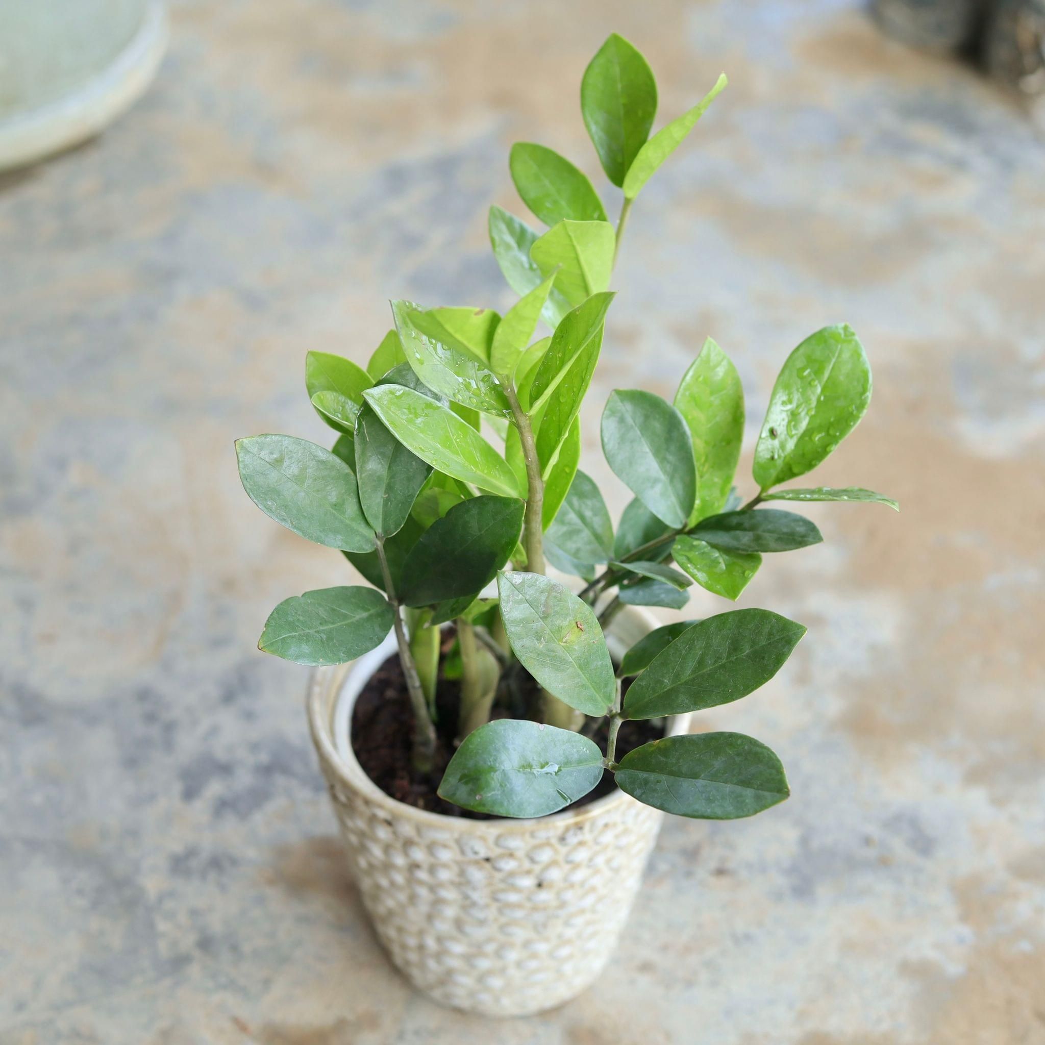 ZZ Plant in 5 Inch Glass Shape Ceramic Pot (Any Design,Colour)