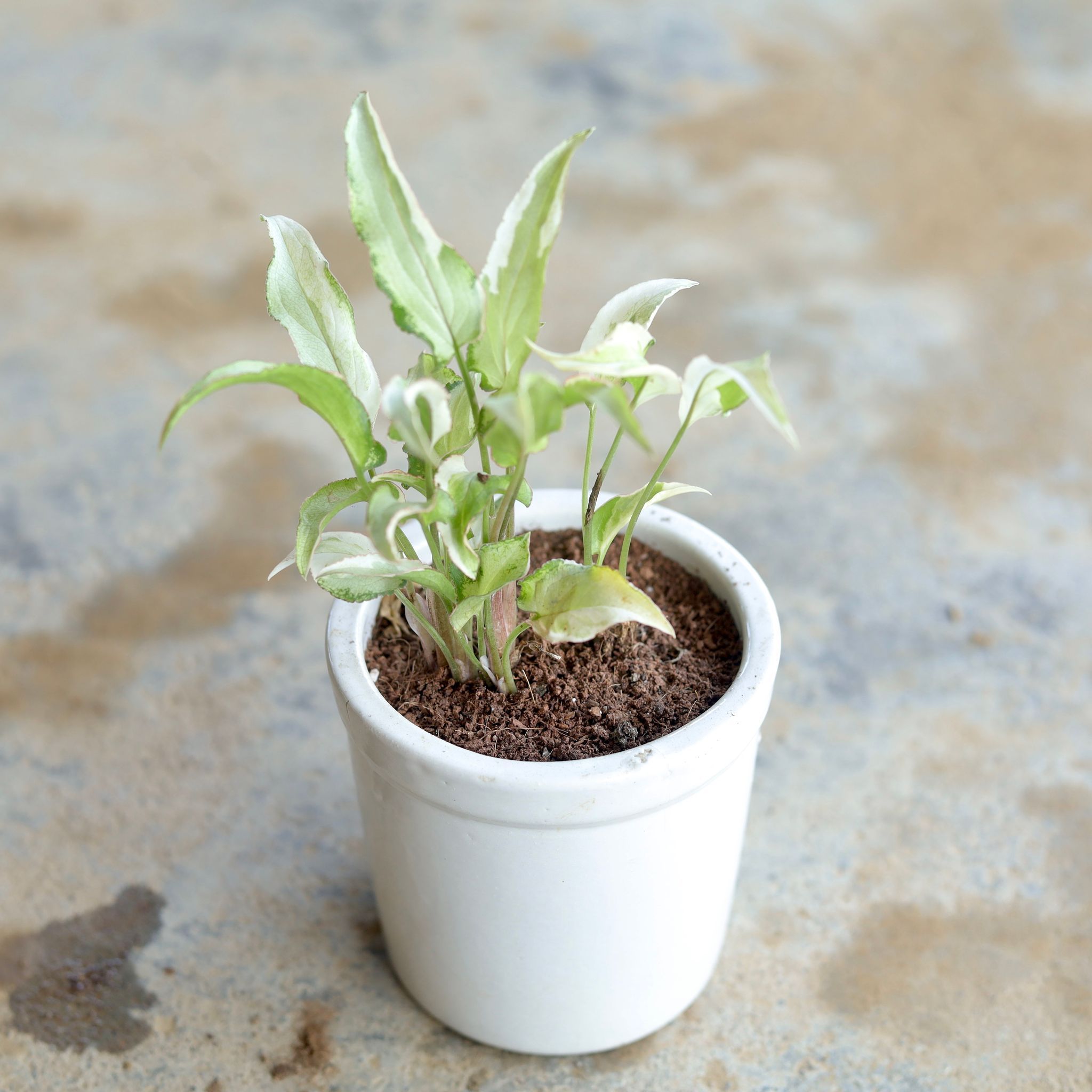 Syngonium Variegated Long Leaf in 4 Inch White Ceramic Pot (Any design)