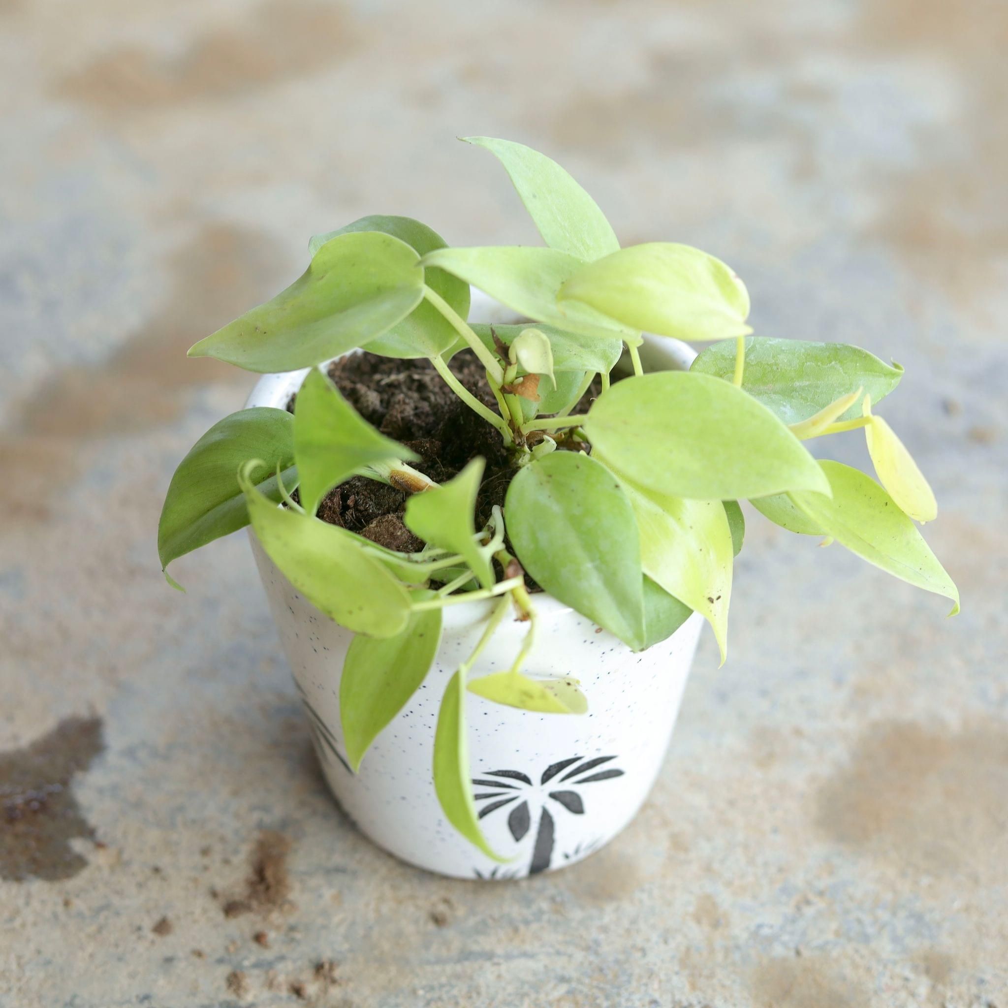 Golden Oxycardium in 4 Inch Ceramic Pot (Any Design,Colour)