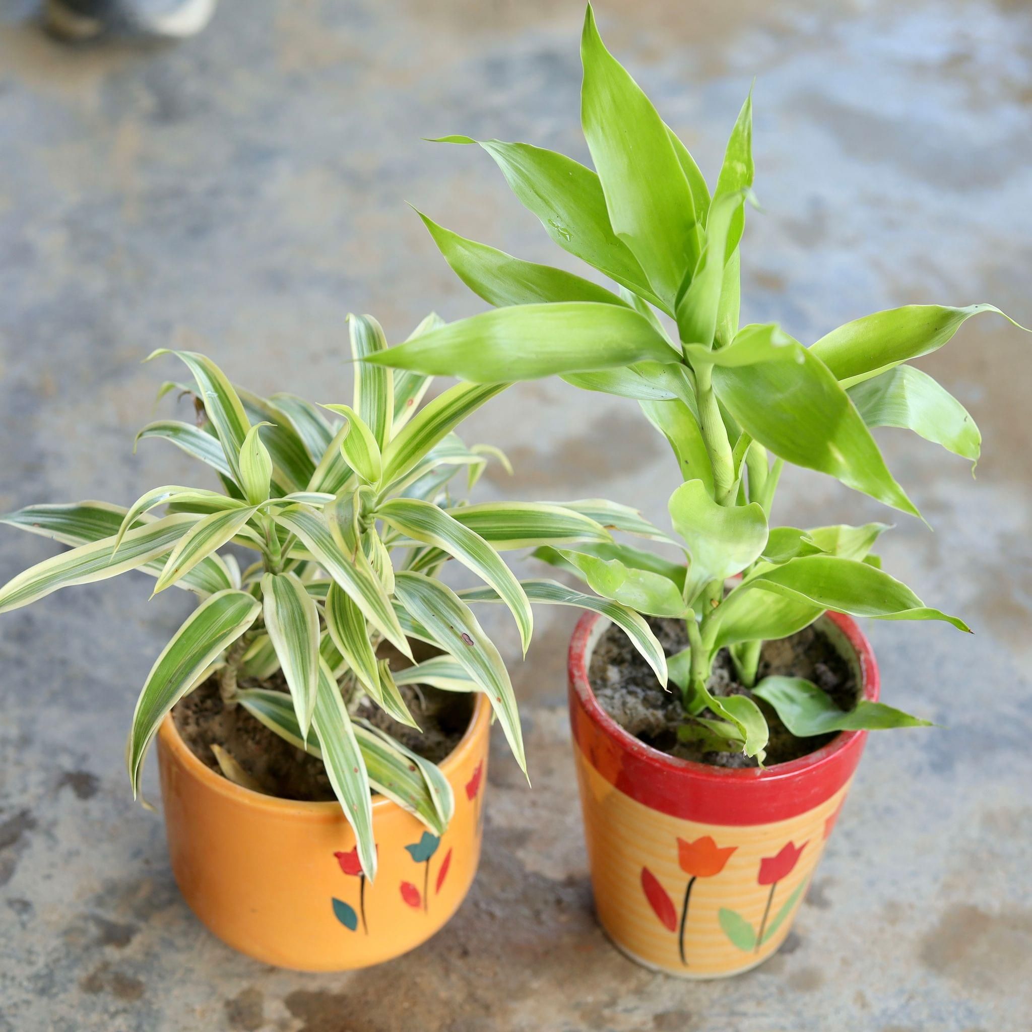 Set of 2 - Song of India, Golden Lucky Bamboo in 5 Inch Ceramic Pot (Any Design, Colour)