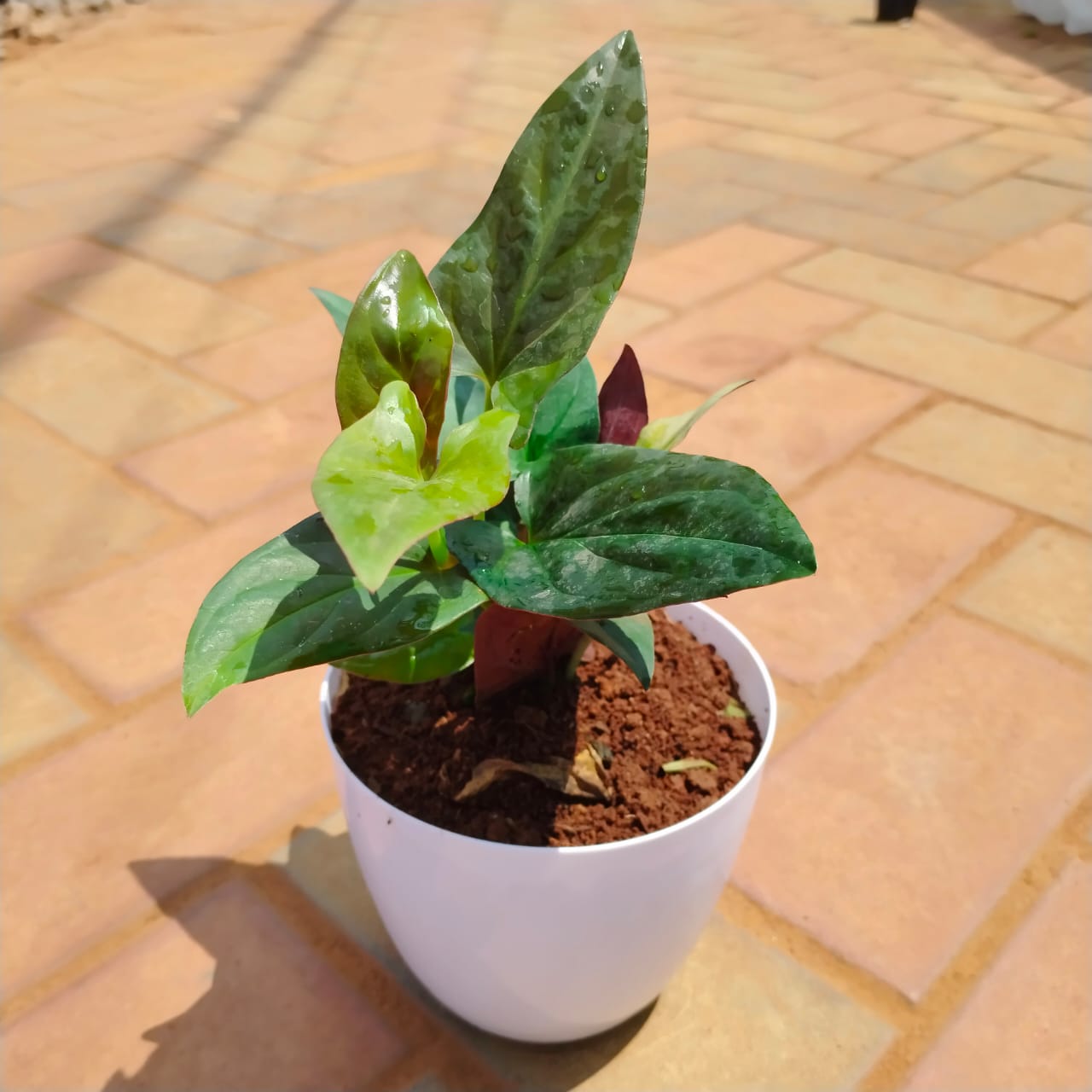 Money Plant Black in 5 Inch Elegant Plastic Pot (colour may vary)