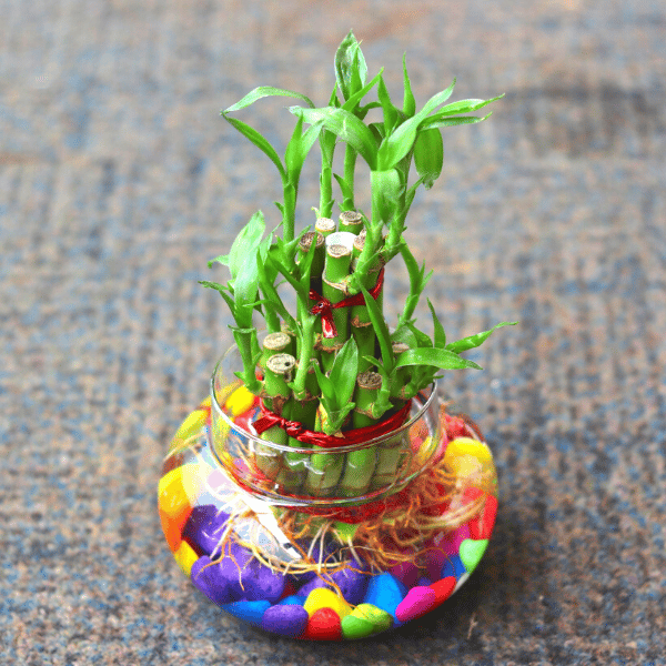 Lucky Bamboo in Glass Pot - 50 pcs.