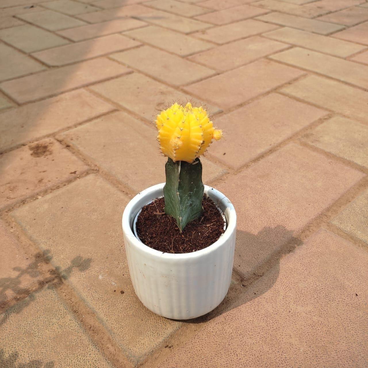 Moon Cactus Yellow in 3 Inch Elegant White Glass Designer Ceramic Pot