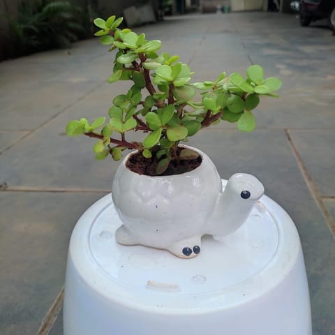 Jade in 3 Inch Tortoise Shaped white Ceramic pot