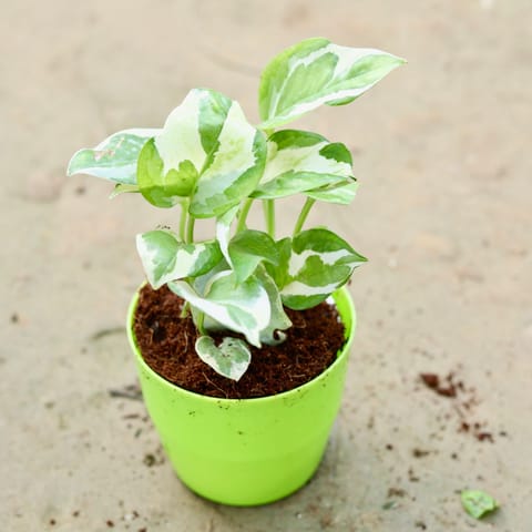 Money Plant N'joy in 4 Inch orchid round pot (any colour)