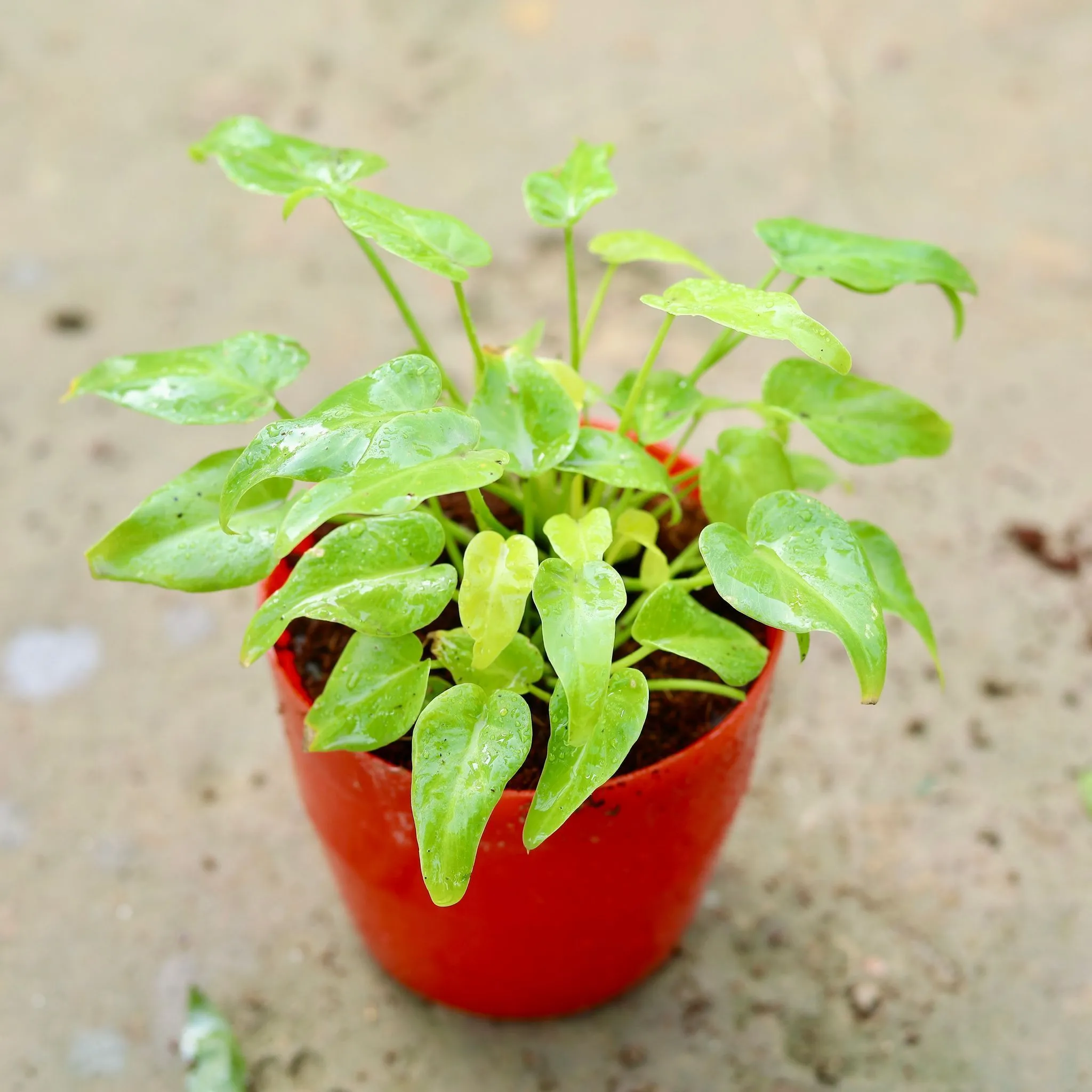 Xanadu Golden Dwarf in 4 Inch premium orchid Plastic Pot (any colour)