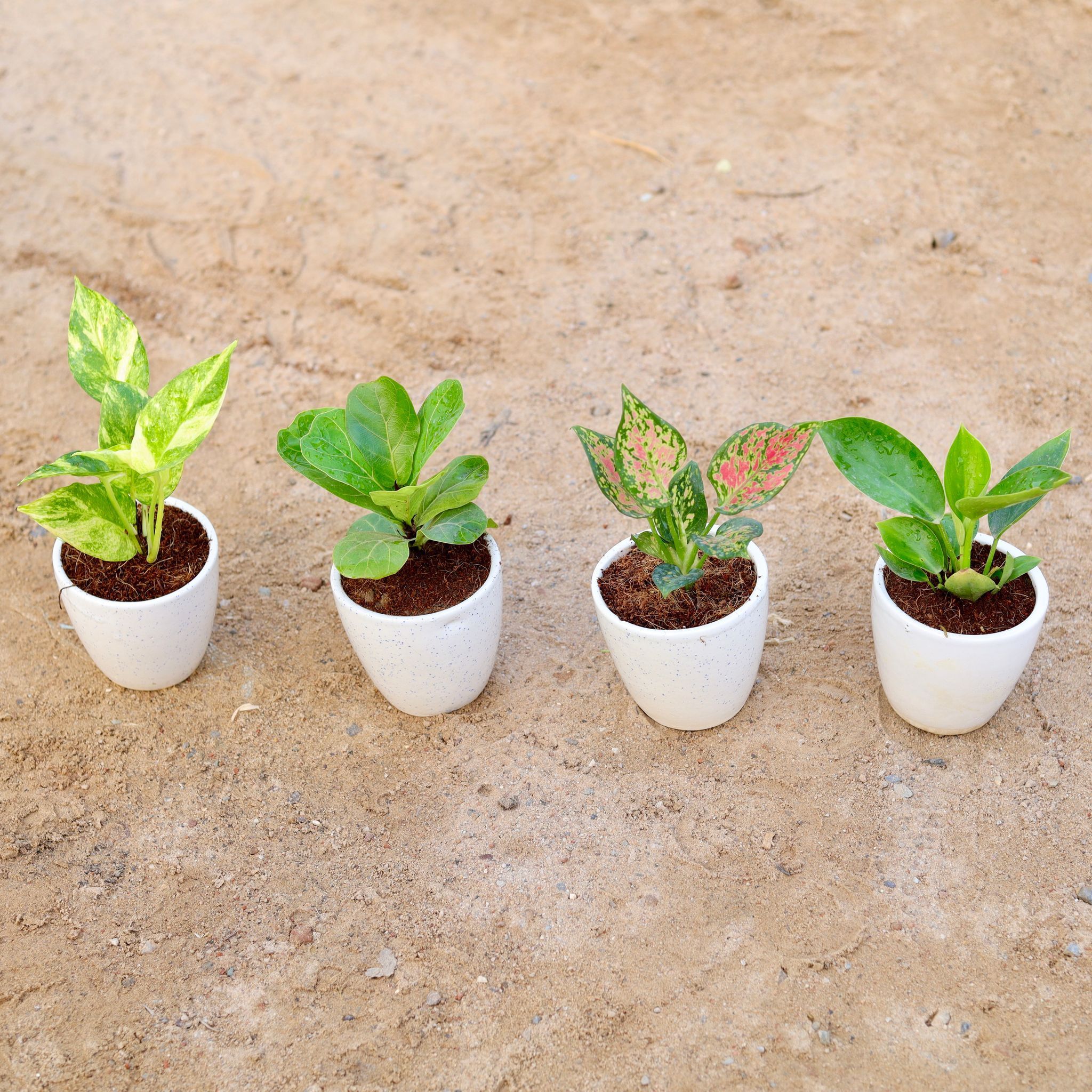Set of 4 - Money Plant Green , Philodendron Green, Fiddle Leaf Fig / Ficus Lyrata & Aglaonema Pink Dalmatian in 4 Inch Classy White Cup Ceramic Pot