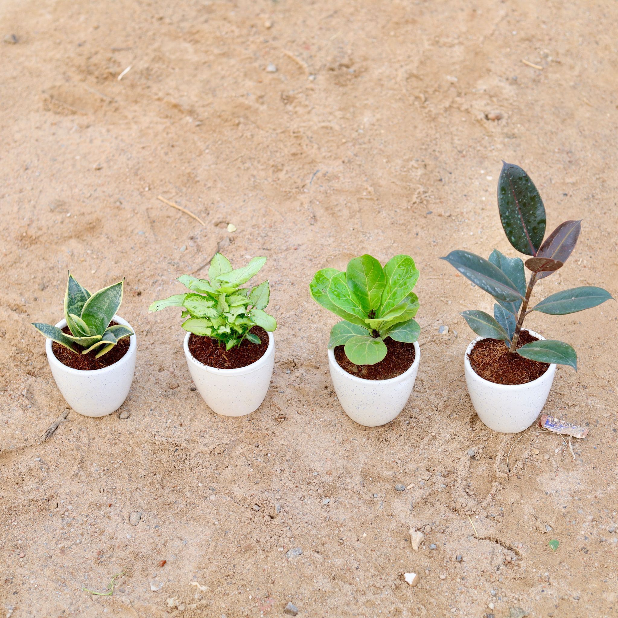 Set of 4 - Snake Yellow Dwarf, Syngonium Yami, Fiddle Leaf Fig / Ficus Lyrata & Rubber in 4 Inch Classy White Cup Ceramic Pot
