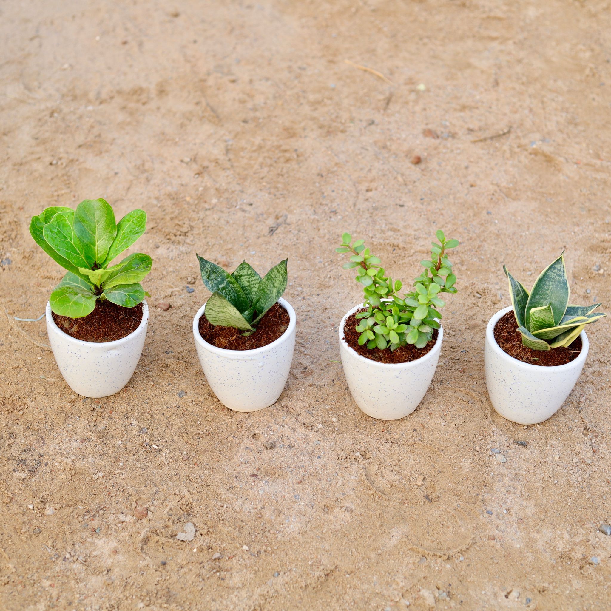 Set of 4 - Fiddle Leaf Fig / Ficus Lyrata, Bangalorey Jade , Snake (yellow & green) in 4 Inch Classy White Cup Ceramic Pot