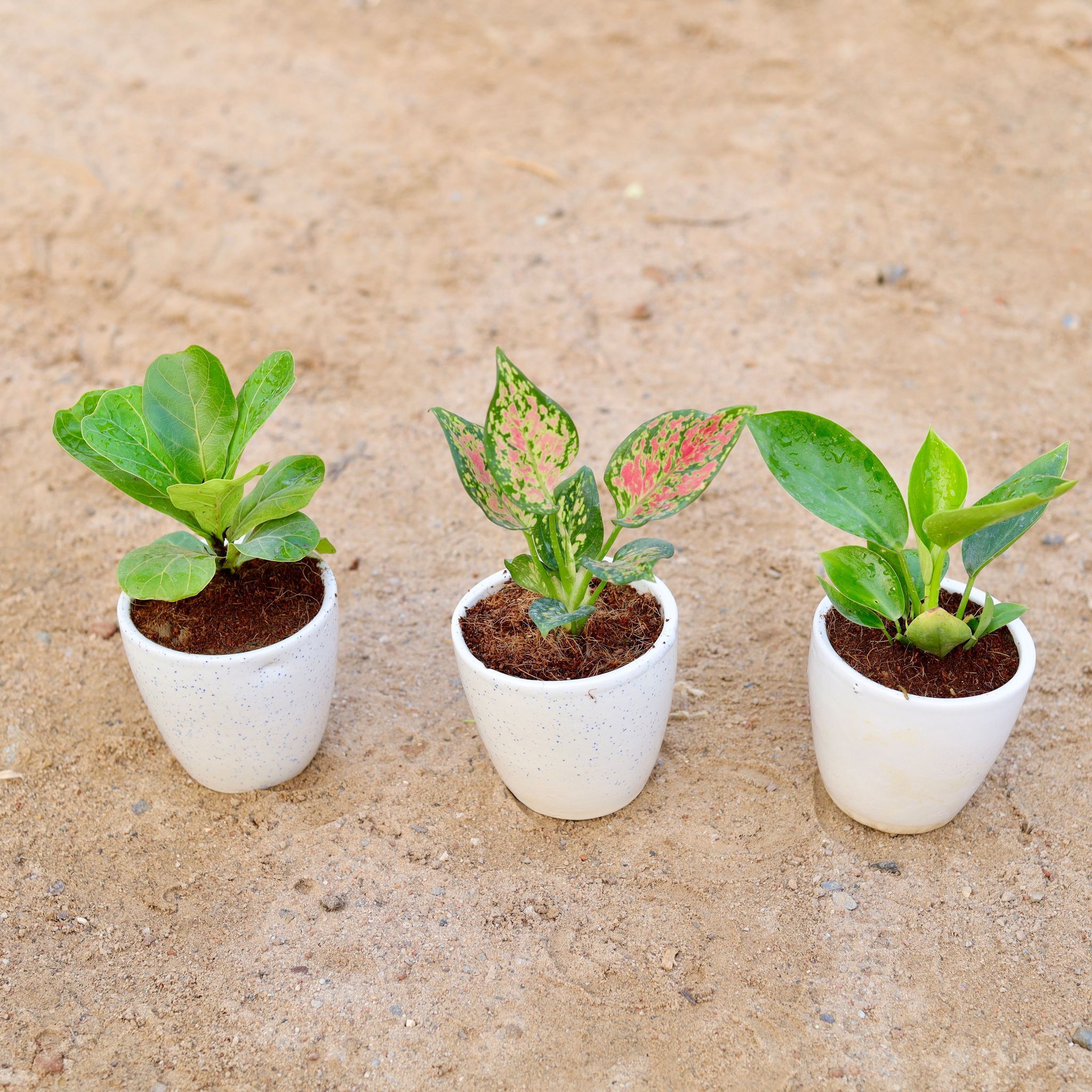 Set of 3 - Philodendron Green, Fiddle Leaf Fig / Ficus Lyrata & Aglaonema Pink Dalmatian in 4 Inch Classy White Cup Ceramic Pot
