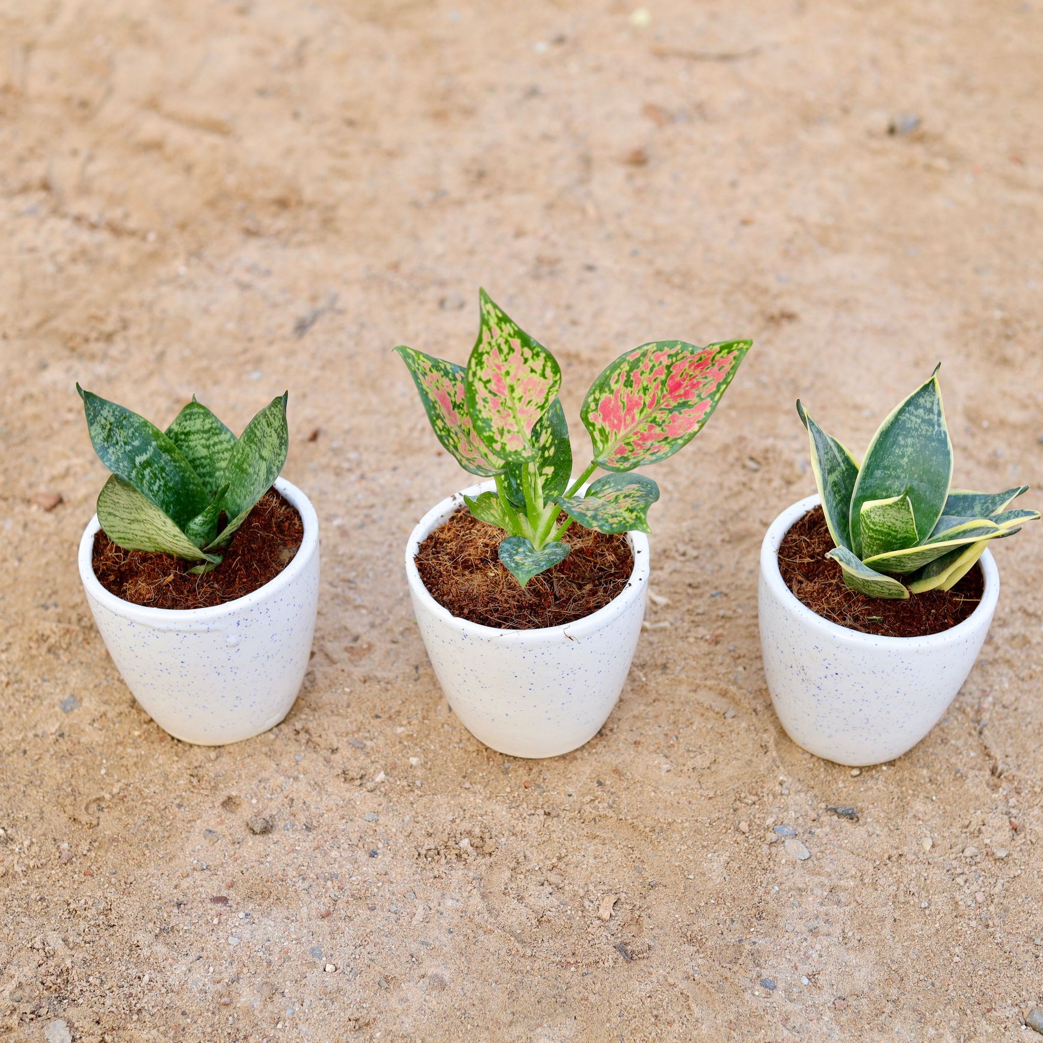 Set of 3 - Green Dwarf snake, Aglaonema Pink & Dwarf Snake yellow in 4 Inch Classy White Cup Ceramic Pot