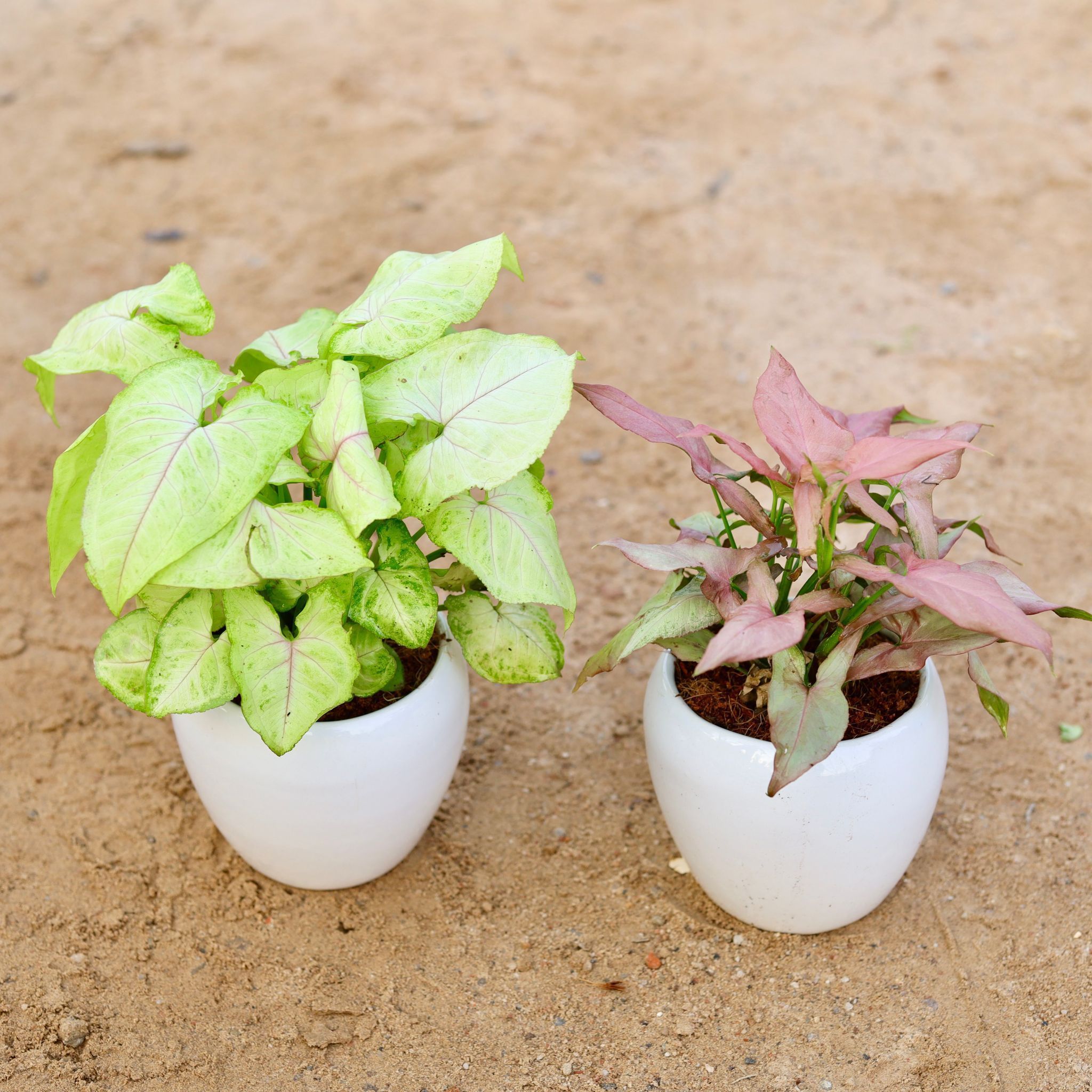 Set of 2 - Syngonium (Golden & Pixie Pink) in 5 Inch Classy White Apple Ceramic Pot