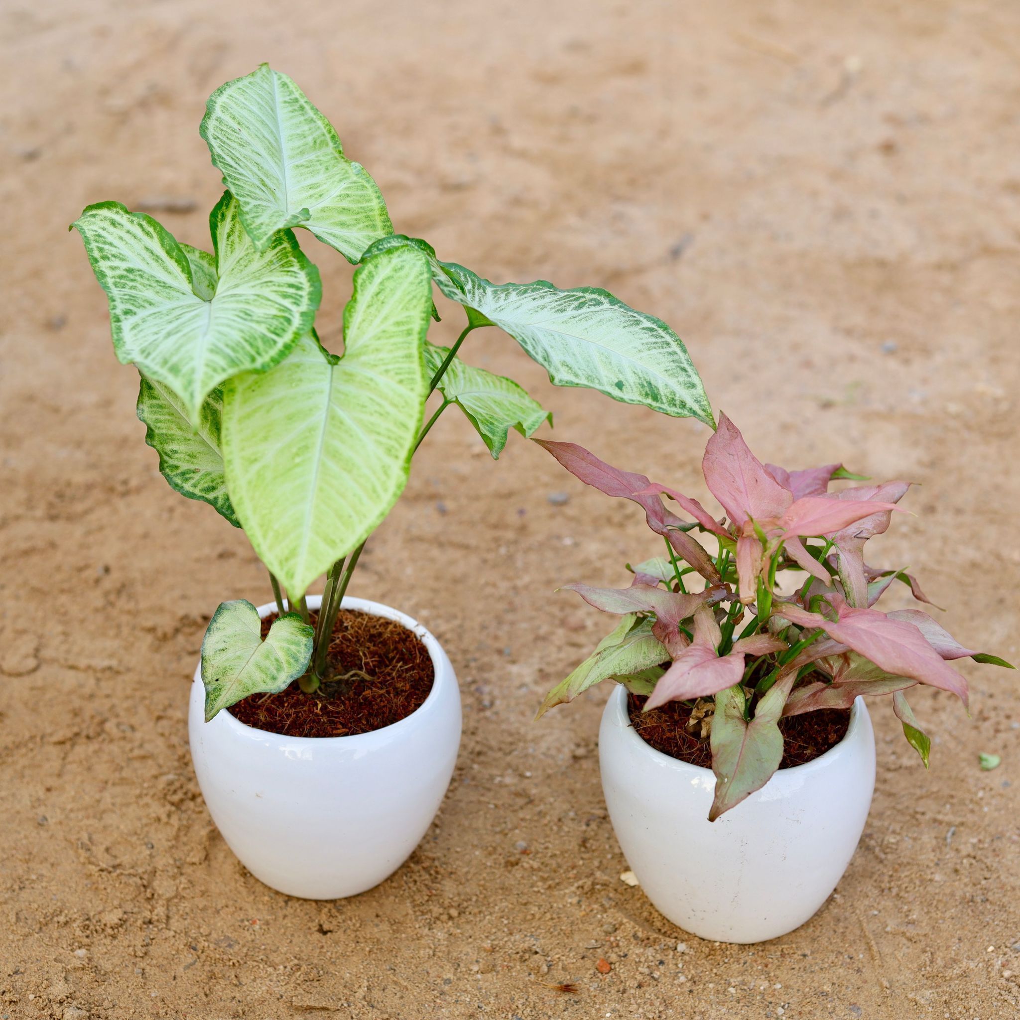 Set of 2 - Syngonium (Green Arrowhead & Pixie Pink) in 5 Inch Classy White Apple Ceramic Pot