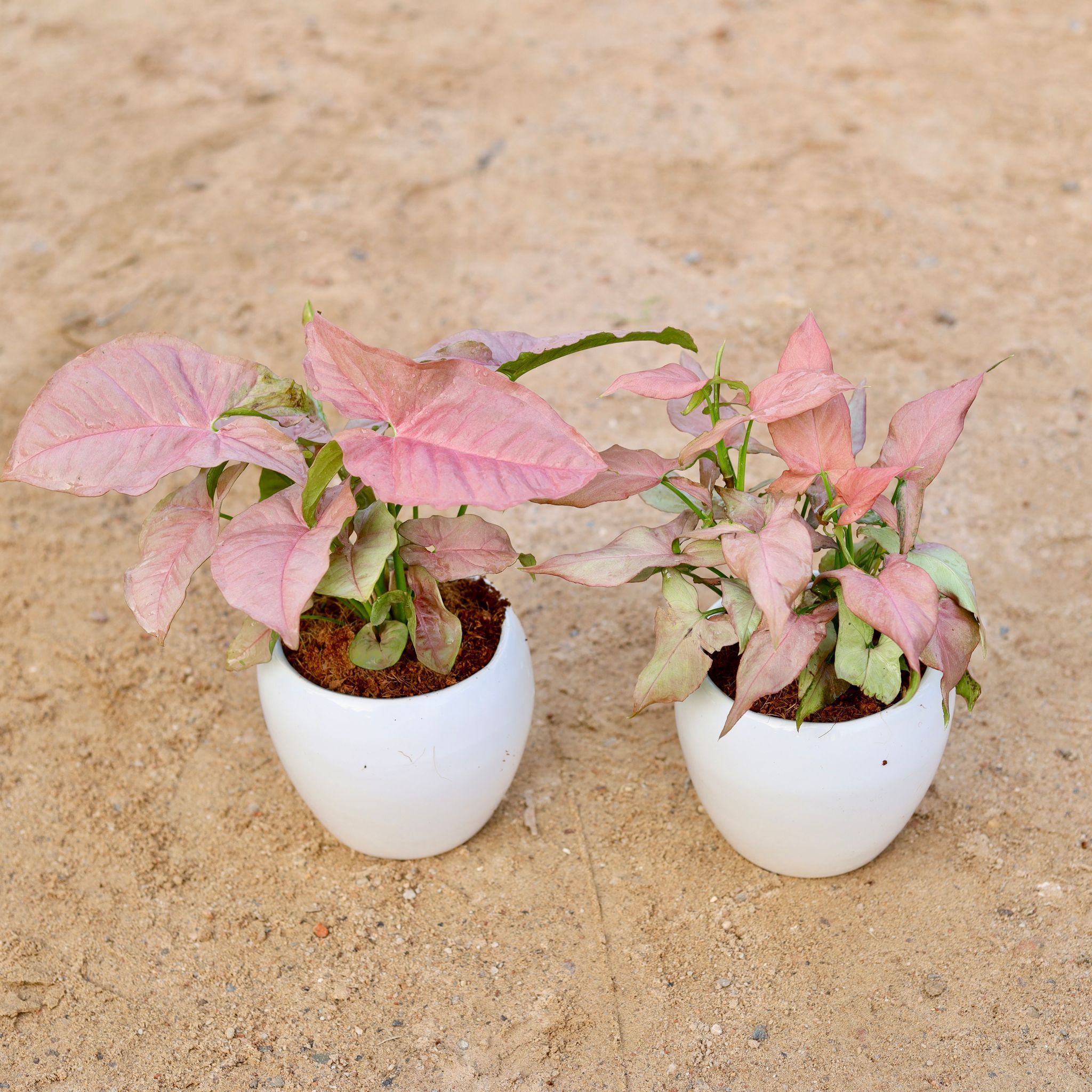 Set of 2 - Syngonium (Pink & Pixie Pink) in 5 Inch Classy White Apple Ceramic Pot