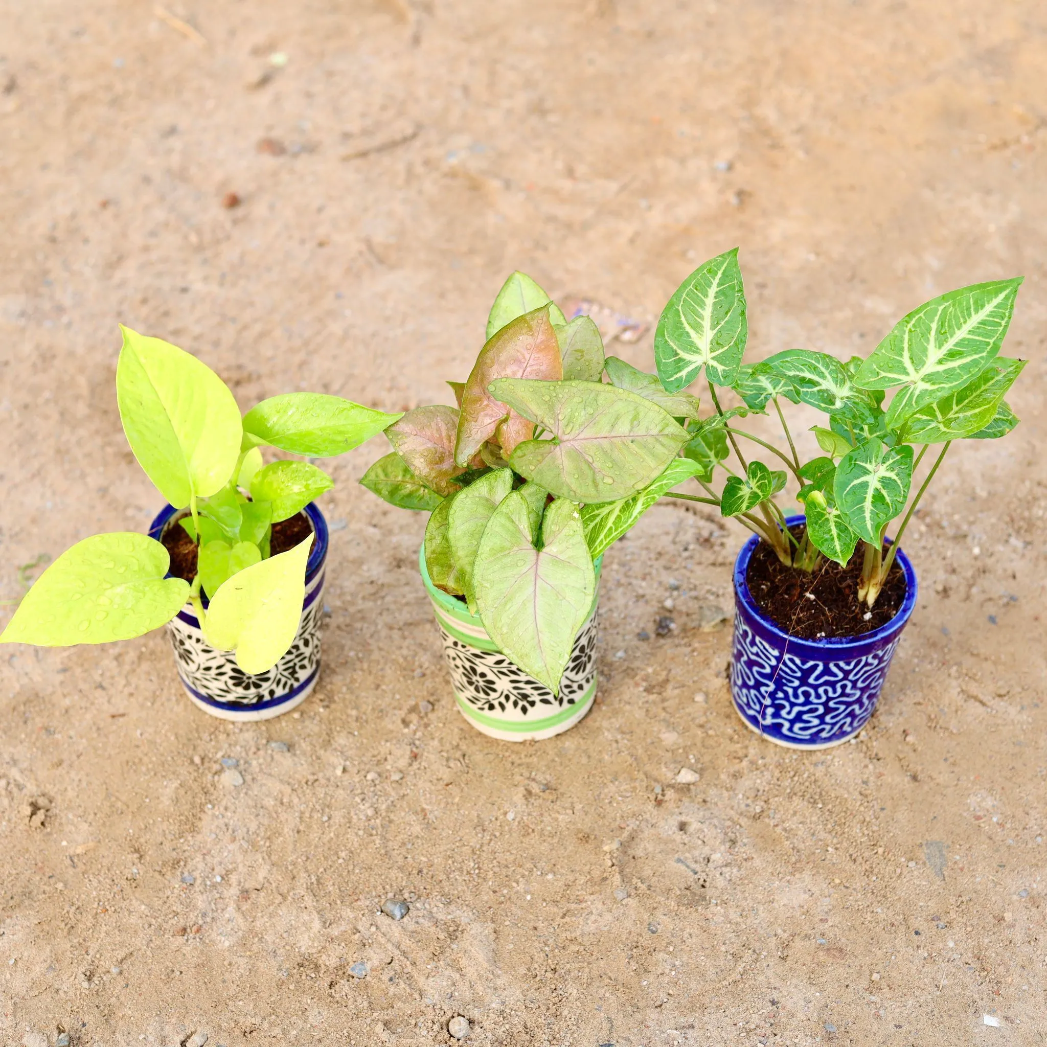 Set of 3 - Money Plant Golden, Syngonium (Green Arrowhead & Brown Green) in 4 Inch Classy Cylindrical Ceramic Pot (any colour & design)