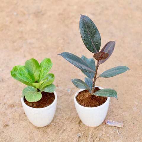 Set of 2 - Fiddle Leaf Fig / Ficus Lyrata & Rubber in 4 Inch Classy White Cup Ceramic Pot