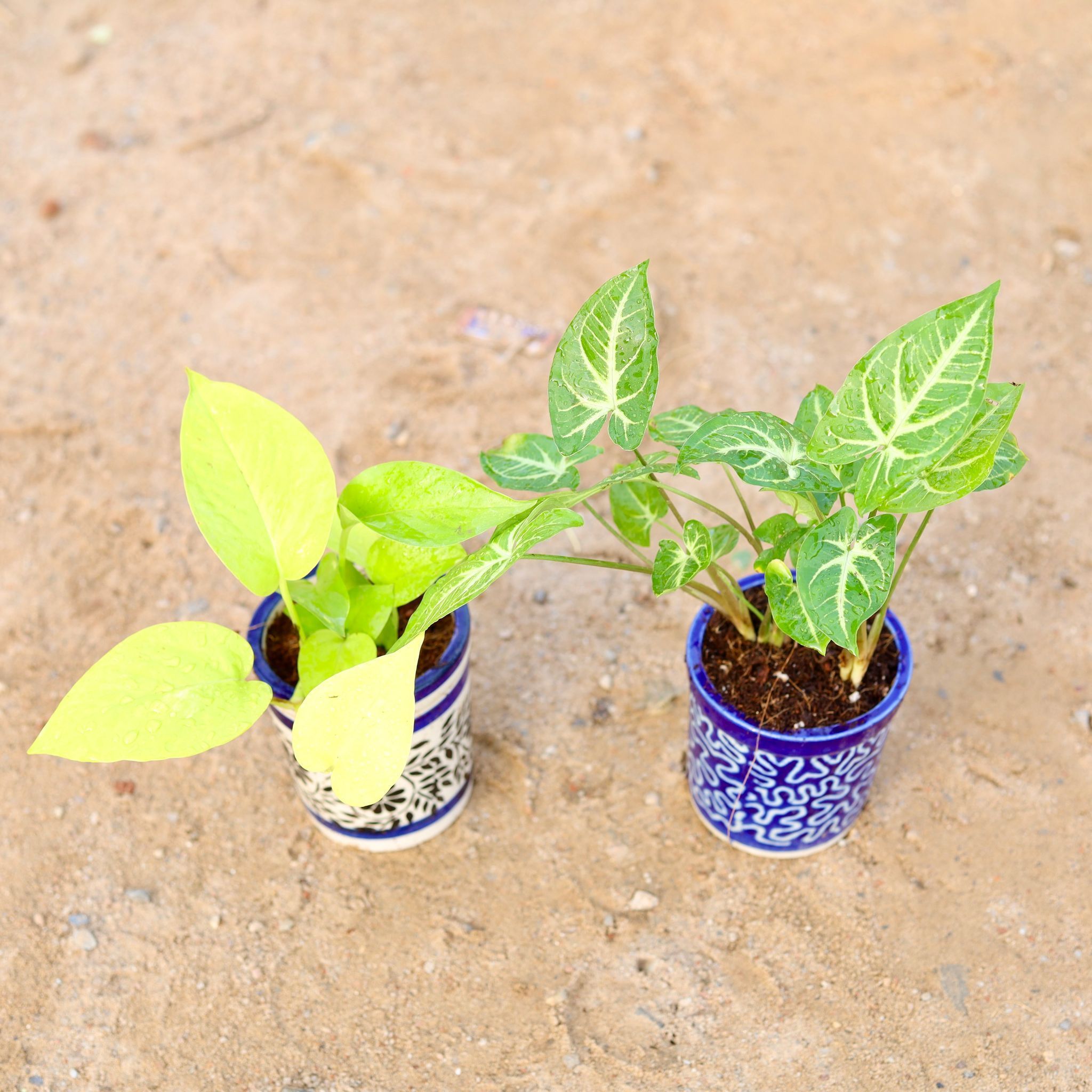 Set of 2 - Money Plant Golden & Syngonium Green Arrowhead in 4 Inch Classy Cylindrical Ceramic Pot (any colour & design)
