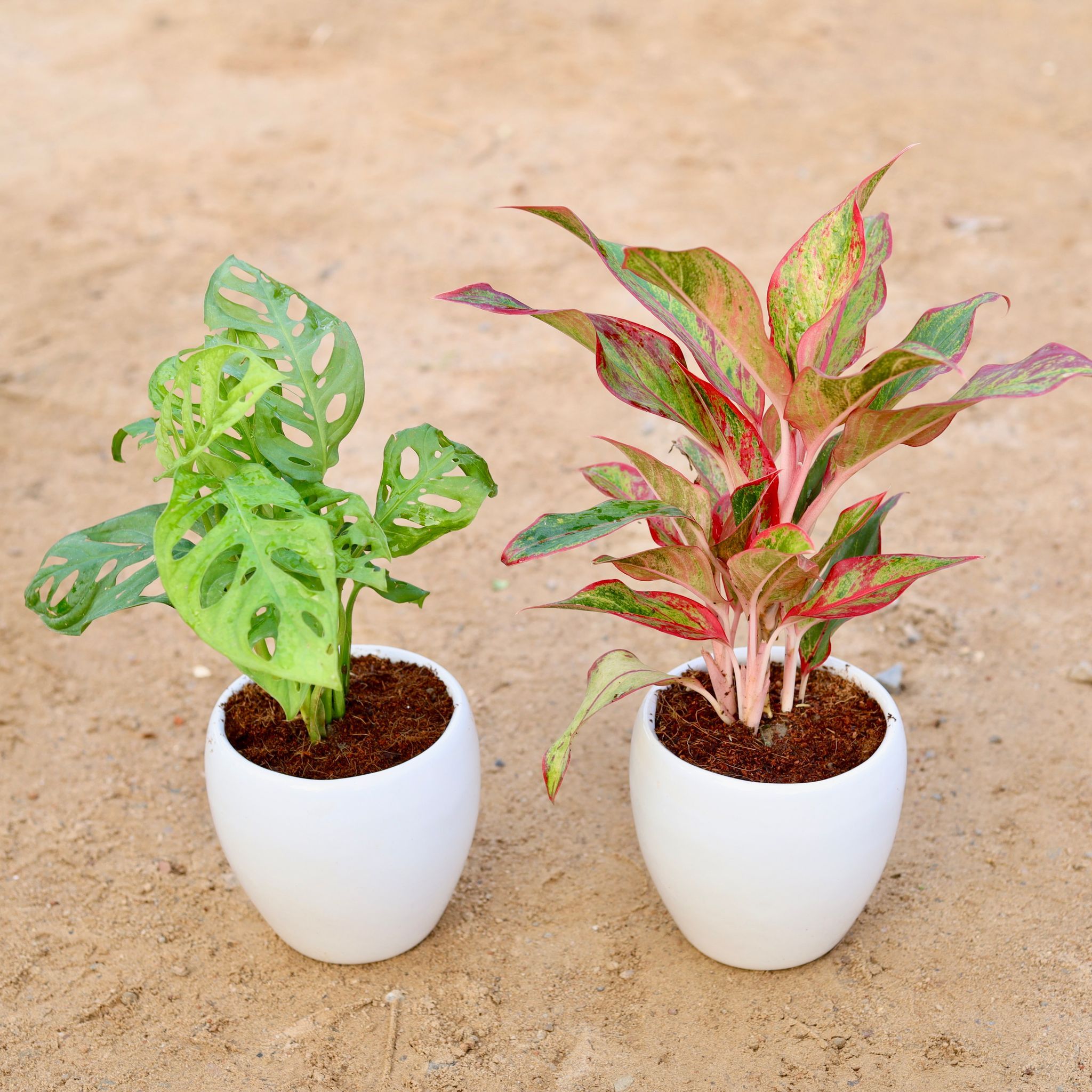 Set of 2 - Monstera Broken Heart & Aglaonema Lipstick in 5 Inch Classy White Apple Ceramic Pot