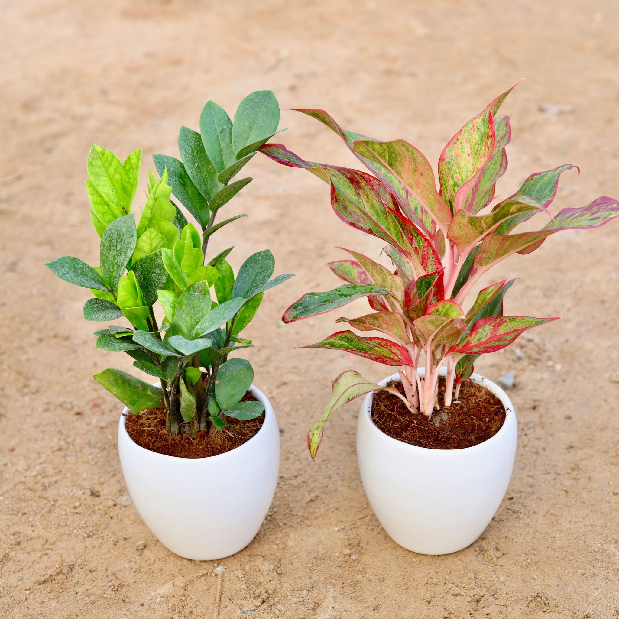 Set of 2 - Aglaonema Lipstick & Zz Green in 5 Inch Classy White Apple Ceramic Pot