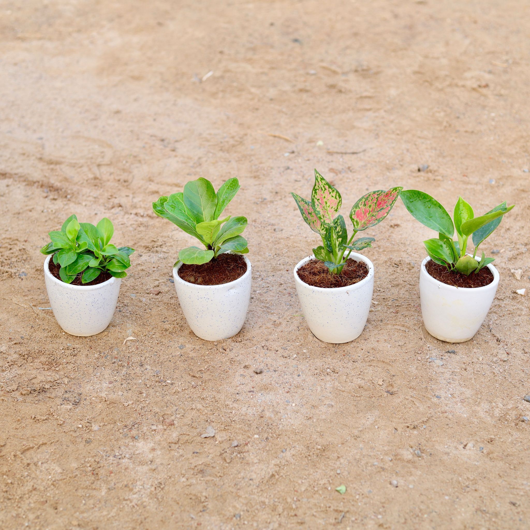 Set of 4 - Peperomia Green, Philodendron Green, Fiddle Leaf Fig / Ficus Lyrata & Aglaonema Pink Dalmatian in 4 Inch Classy White Cup Ceramic Pot