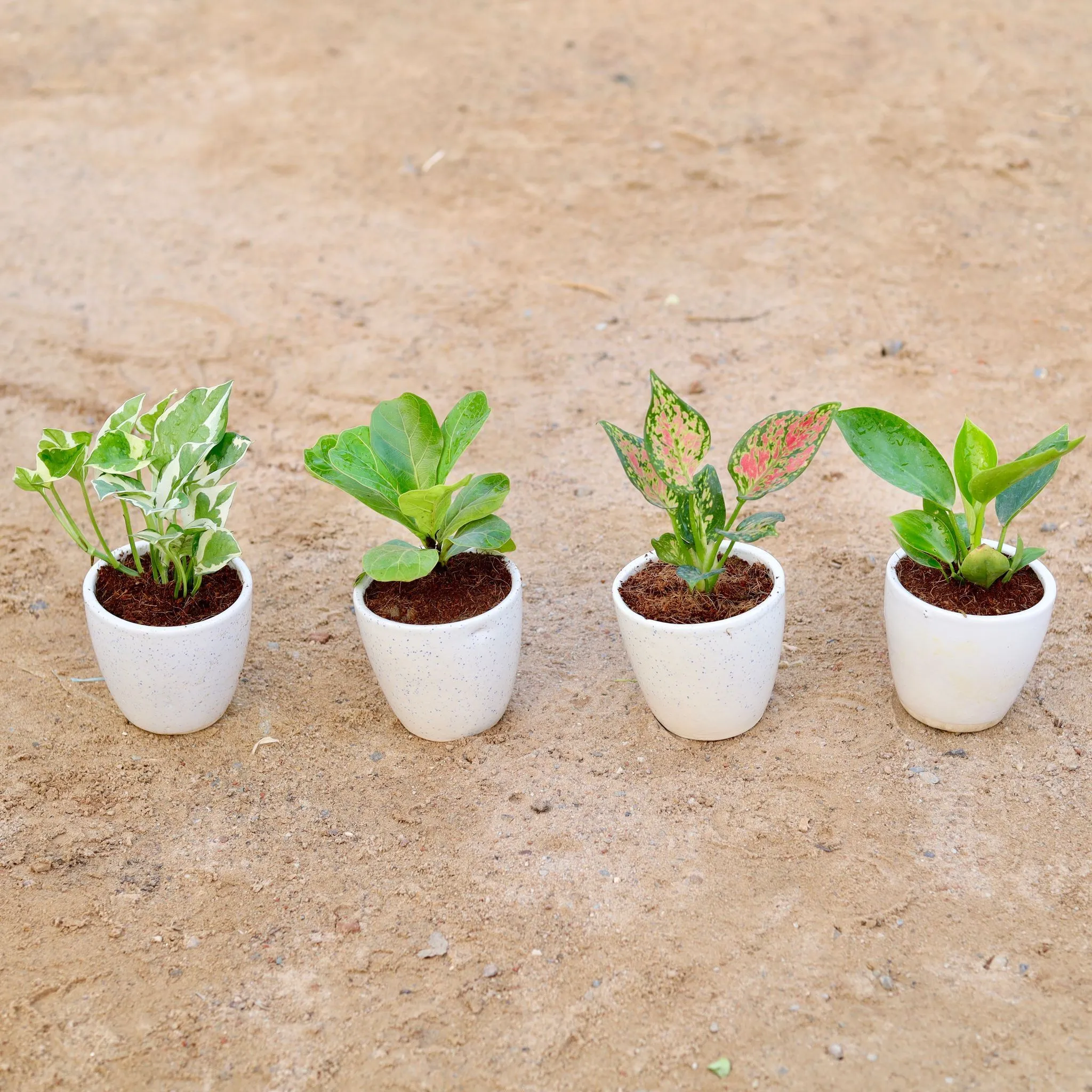 Set of 4 - Money Plant N'joy, Philodendron Green, Fiddle Leaf Fig / Ficus Lyrata & Aglaonema Pink Dalmatian in 4 Inch Classy White Cup Ceramic Pot