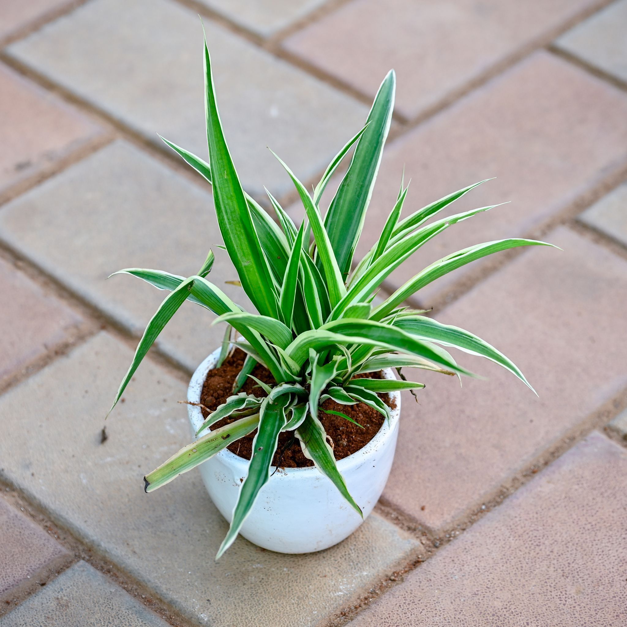 Spider in 3 Inch Classy White Cup Ceramic Pot