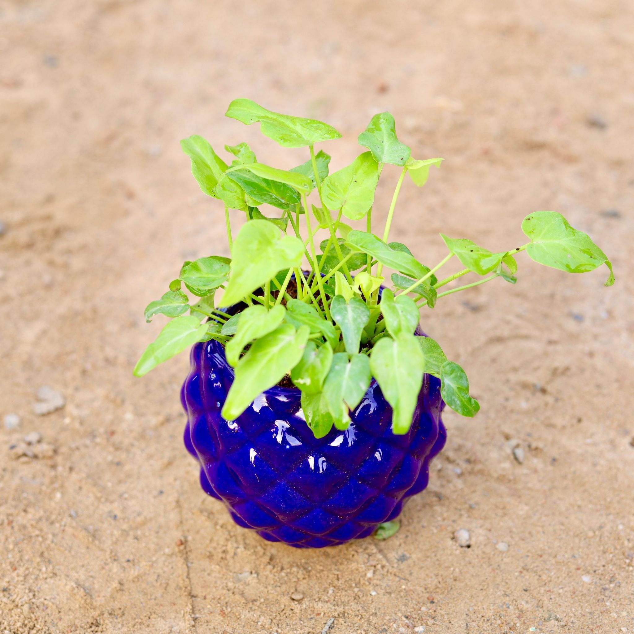 Xanadu Golden Dwarf in 4 Inch Classy Diamond Designer Ceramic Pot (any colour)