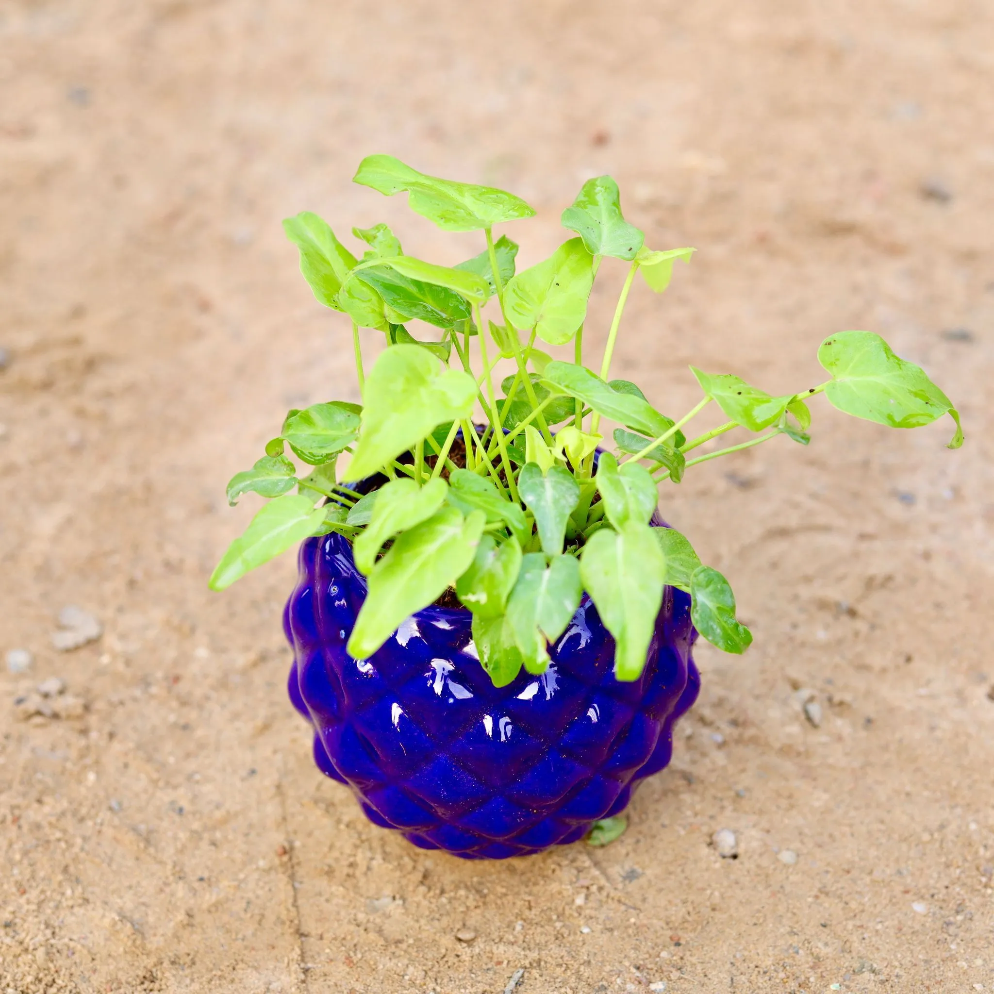 Xanadu Golden Dwarf in 4 Inch Classy Diamond Designer Ceramic Pot (any colour)
