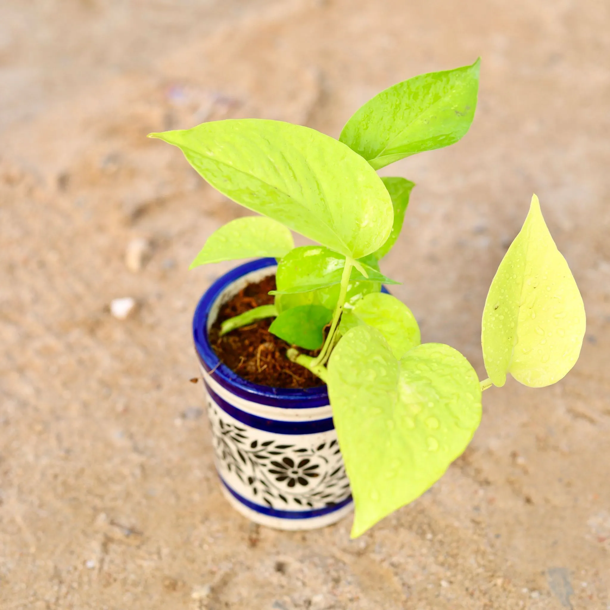 Golden Money Plant in 4 Inch Classy Cylindrical Ceramic Pot (any colour & design)