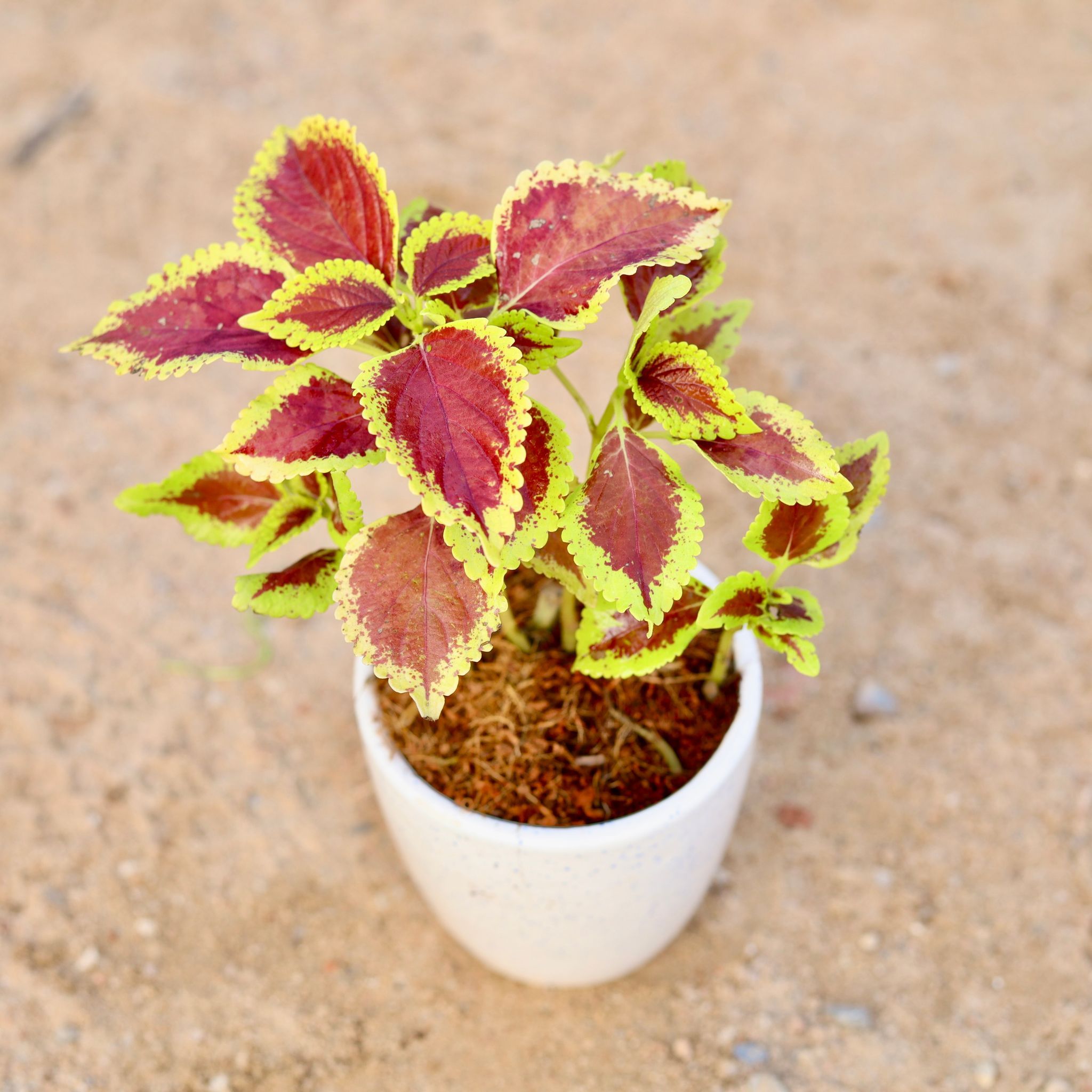 Coleus Brown (any design) in 4 Inch Classy White Cup Ceramic Pot
