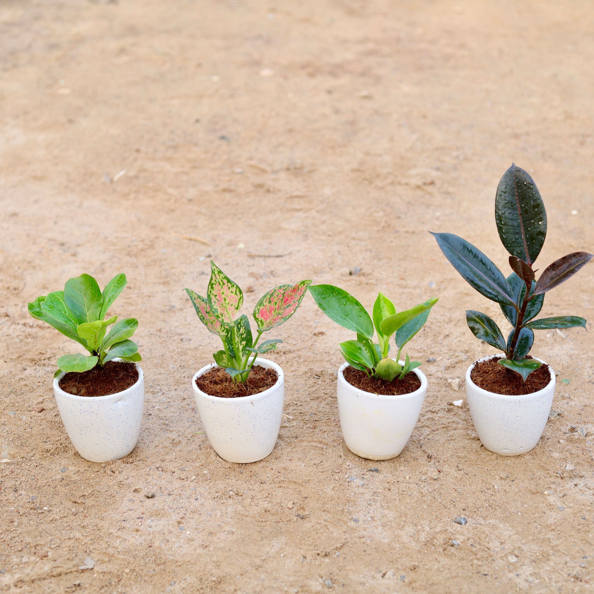 Set of 4 - Fiddle Leaf Fig / Ficus Lyrata, Aglaonema Pink Dalmatian, Philodendron Green & Rubber in 4 Inch Classy White Cup Ceramic Pot